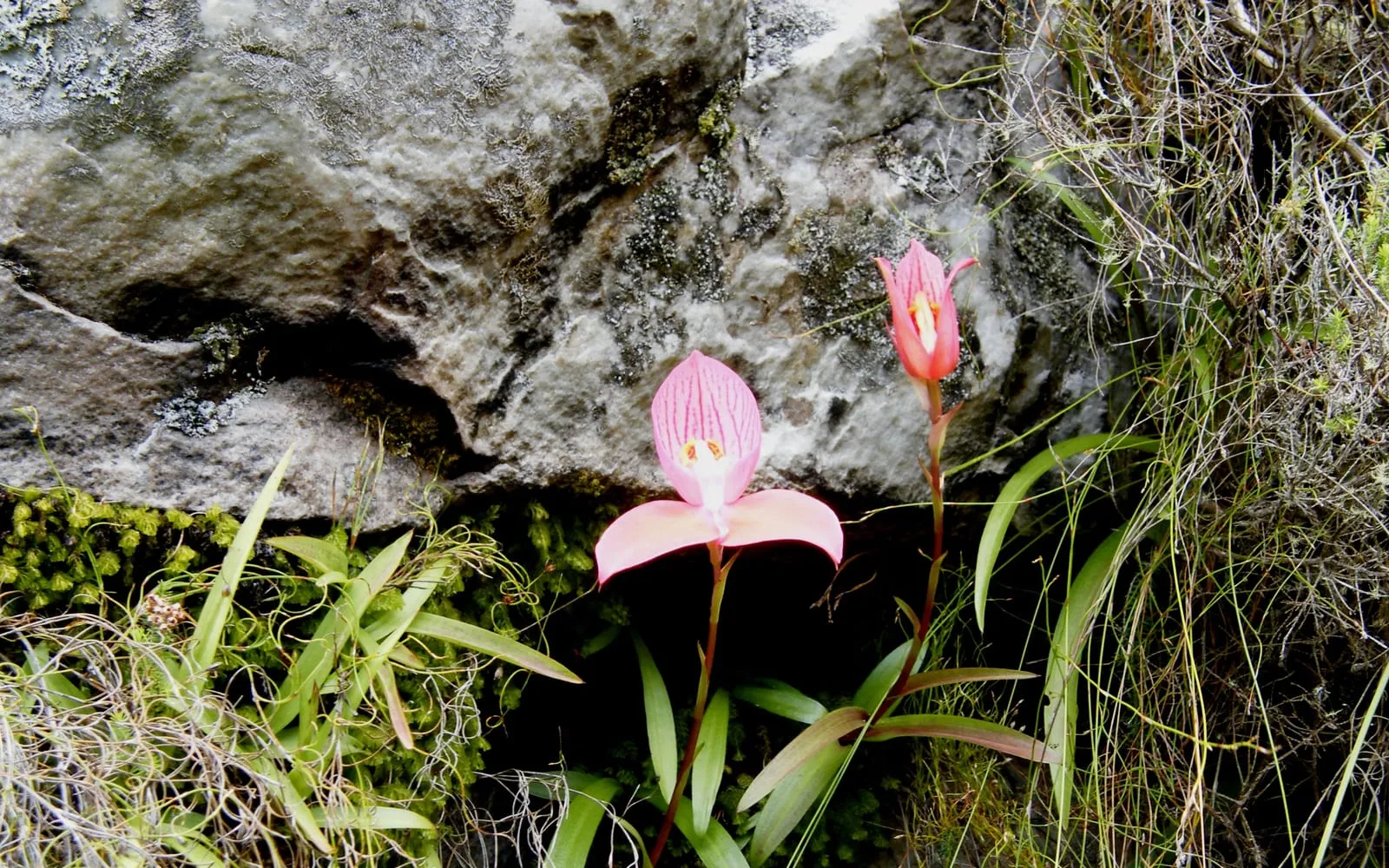Large pink pride of table mountain flowers growing from a damp rock ledge