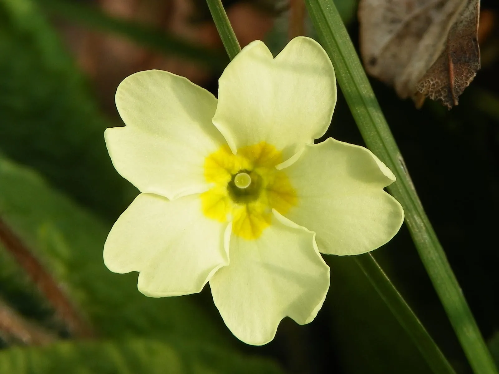A clump of pale yellow primrose flowers with darker centres, above crinkled green leaves