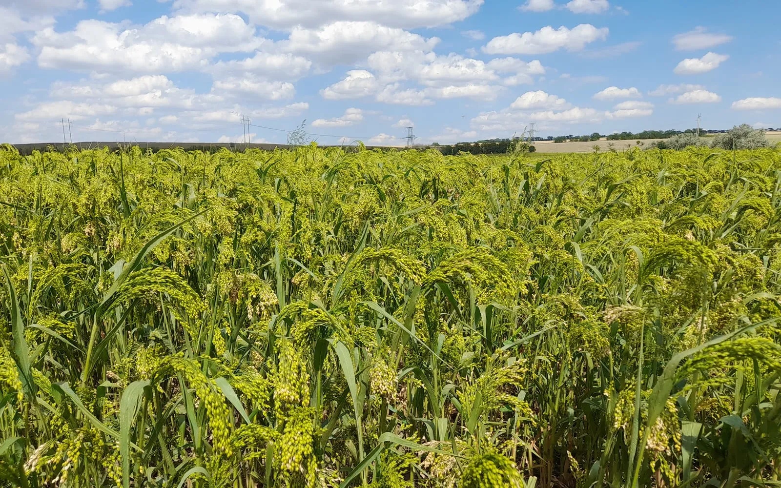 A proso millet crop with loose panicles drooping to one side under a cloudy sky