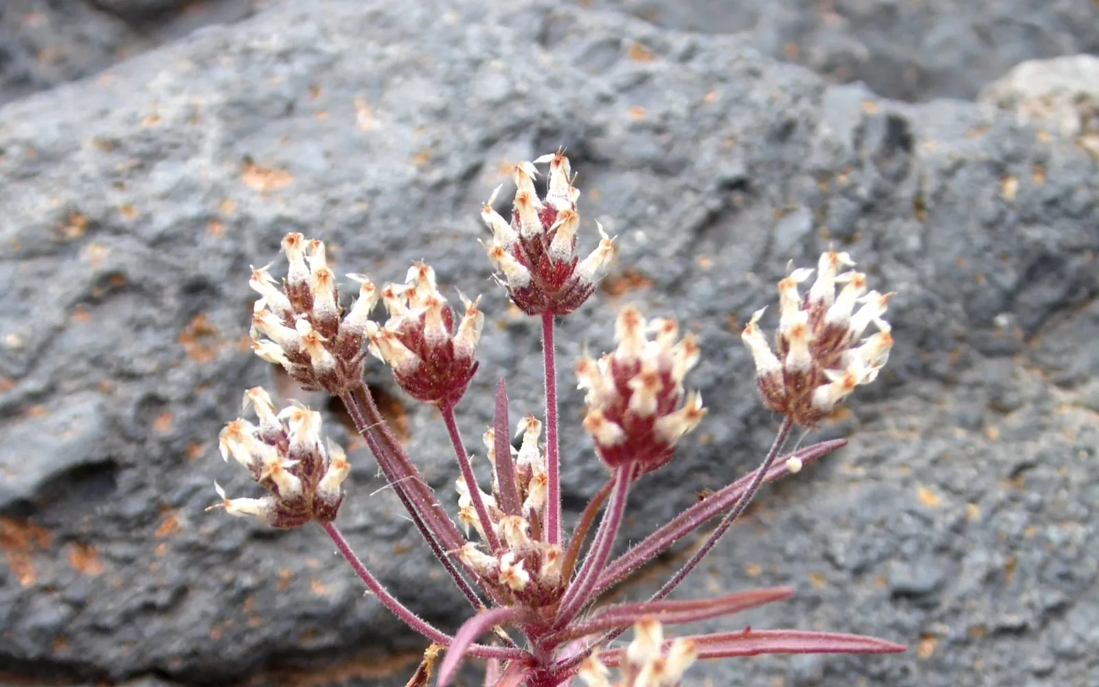 A psyllium plant with narrow linear leaves and short dense flower heads on long stalks
