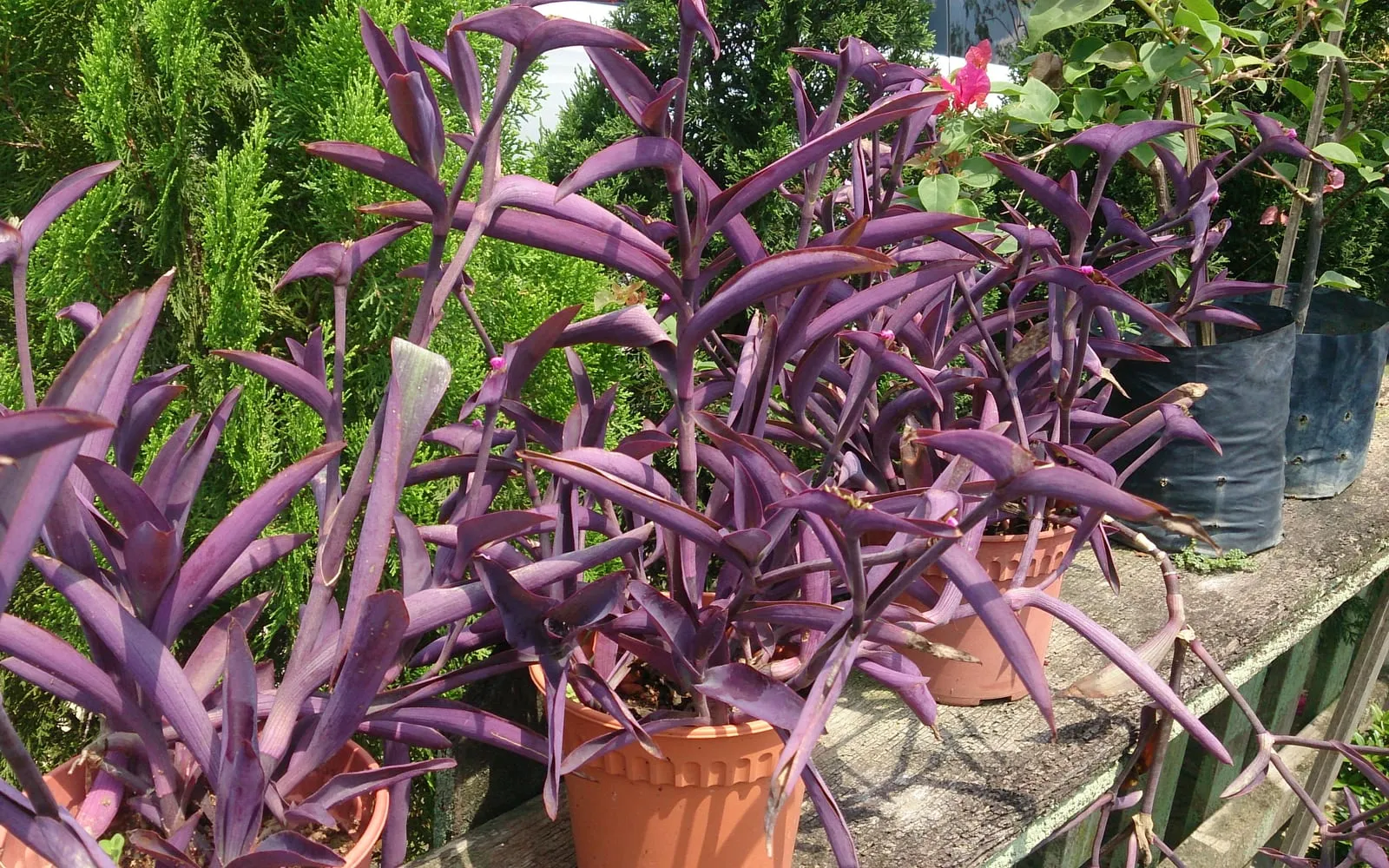 Deep violet-purple purple heart foliage growing densely in pots against a green hedge