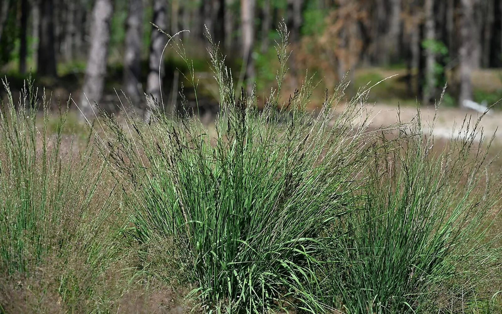 A purple moor grass tuft in a boggy woodland clearing, its widely spaced flower stems rising well above the low base of foliage.