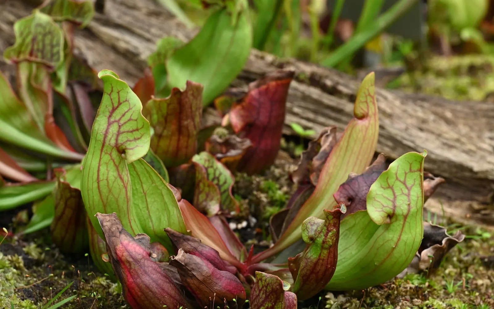 A cluster of low, squat purple pitcher plant pitchers with green blades heavily veined in maroon, growing over a fallen log