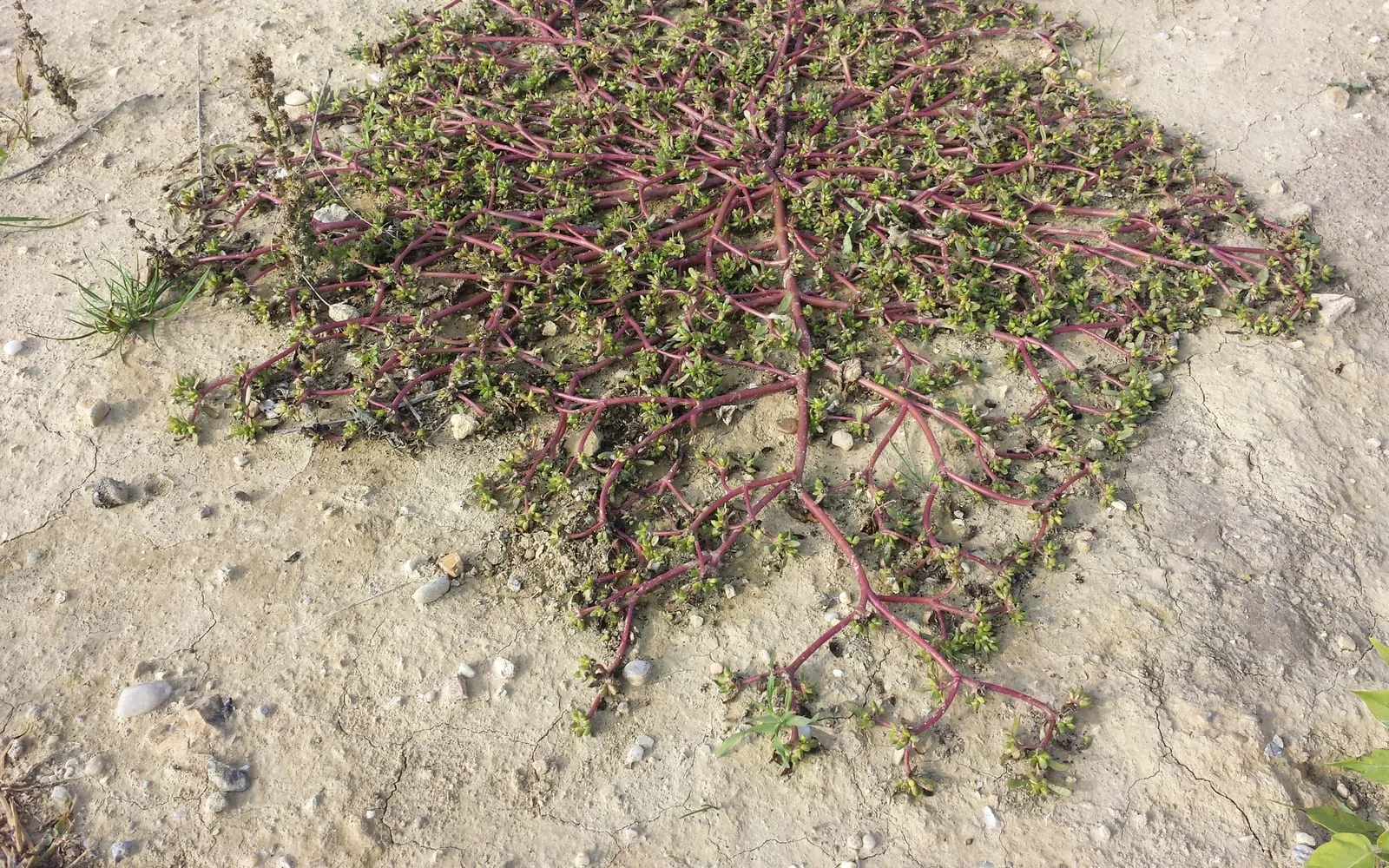 A prostrate mat of purslane on dry cracked soil, red stems radiating from the centre with small fleshy leaves