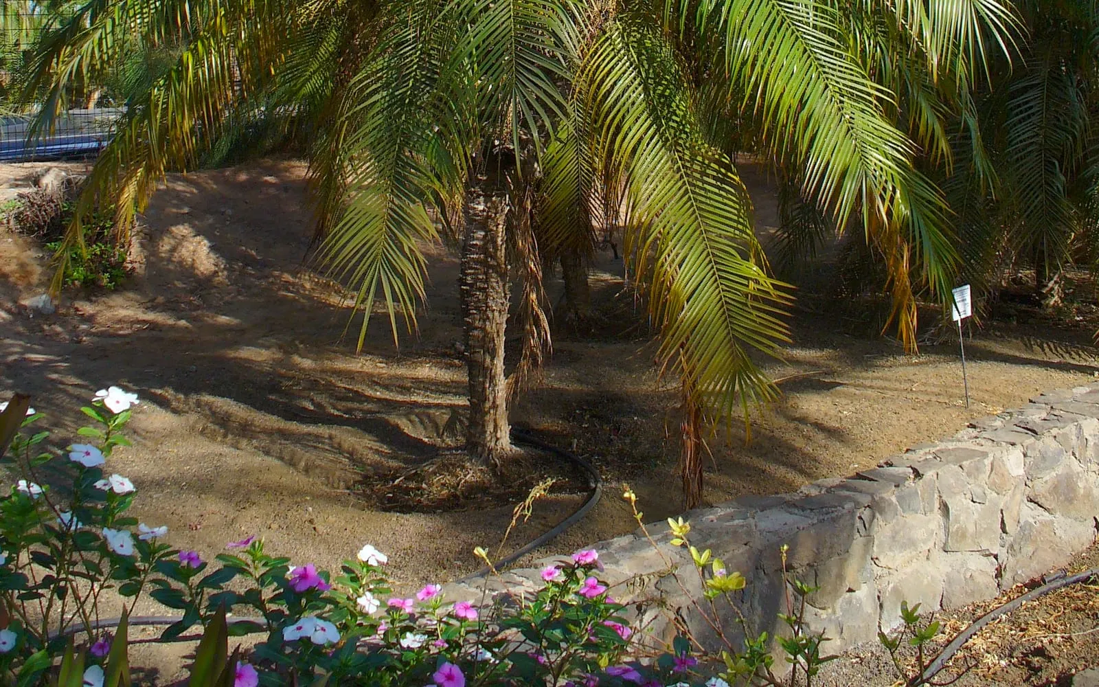Multiple slender trunks of a clumping pygmy date palm topped with soft, arching feathery fronds