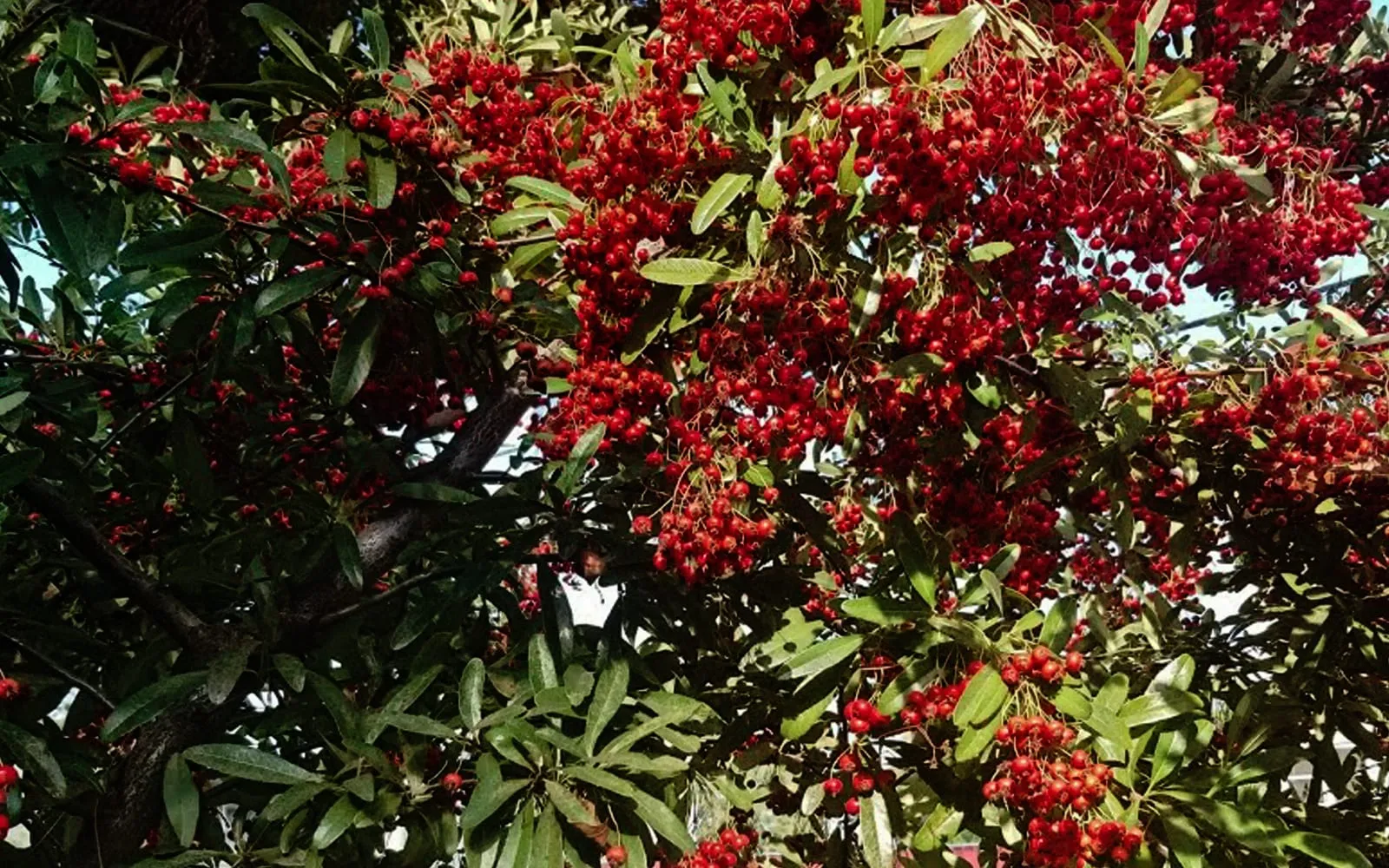Dense hanging clusters of scarlet pyracantha berries among narrow glossy evergreen leaves