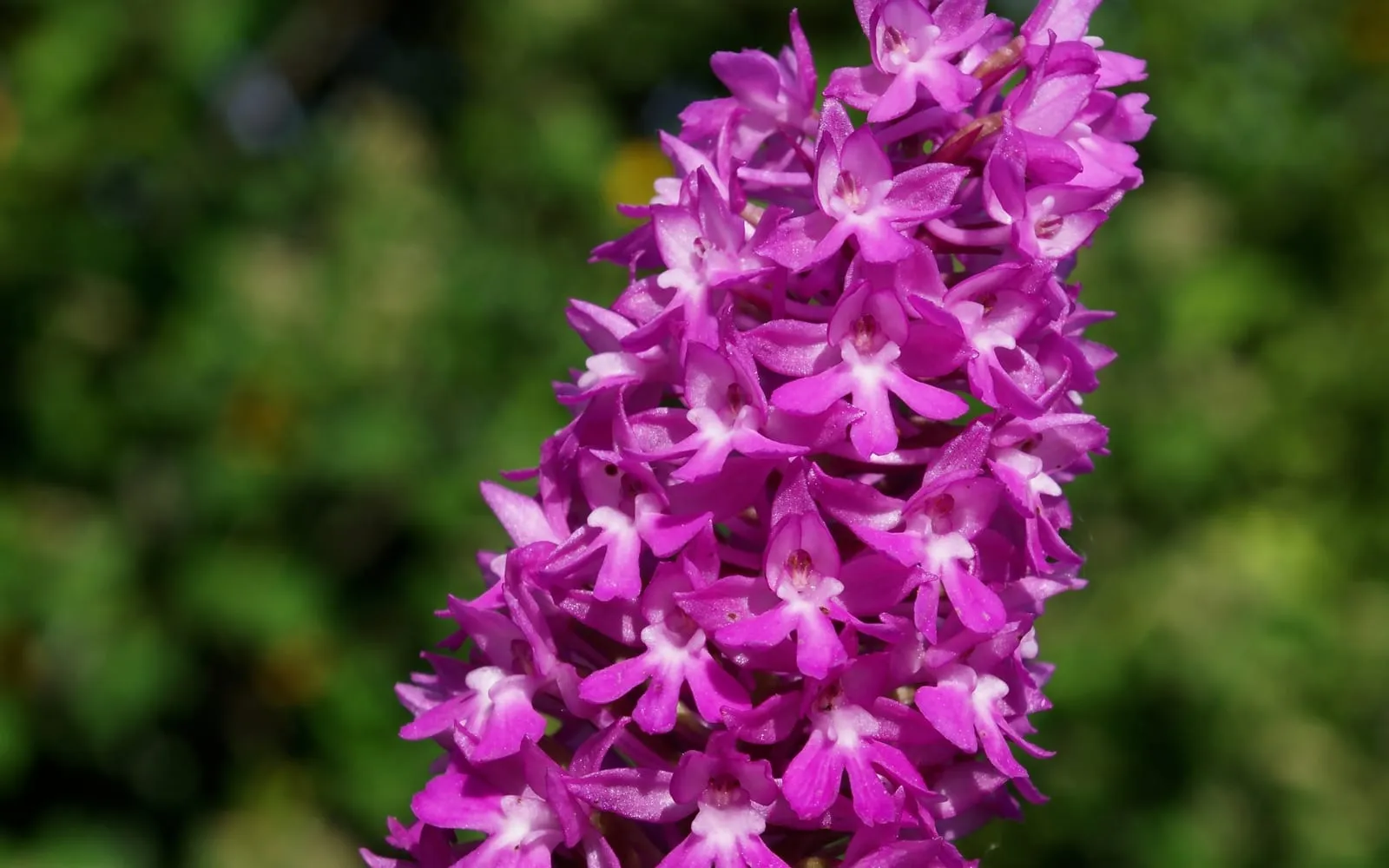 A dense, cone-shaped spike of small, bright pink pyramidal orchid flowers, each with a pale centre, against a green background