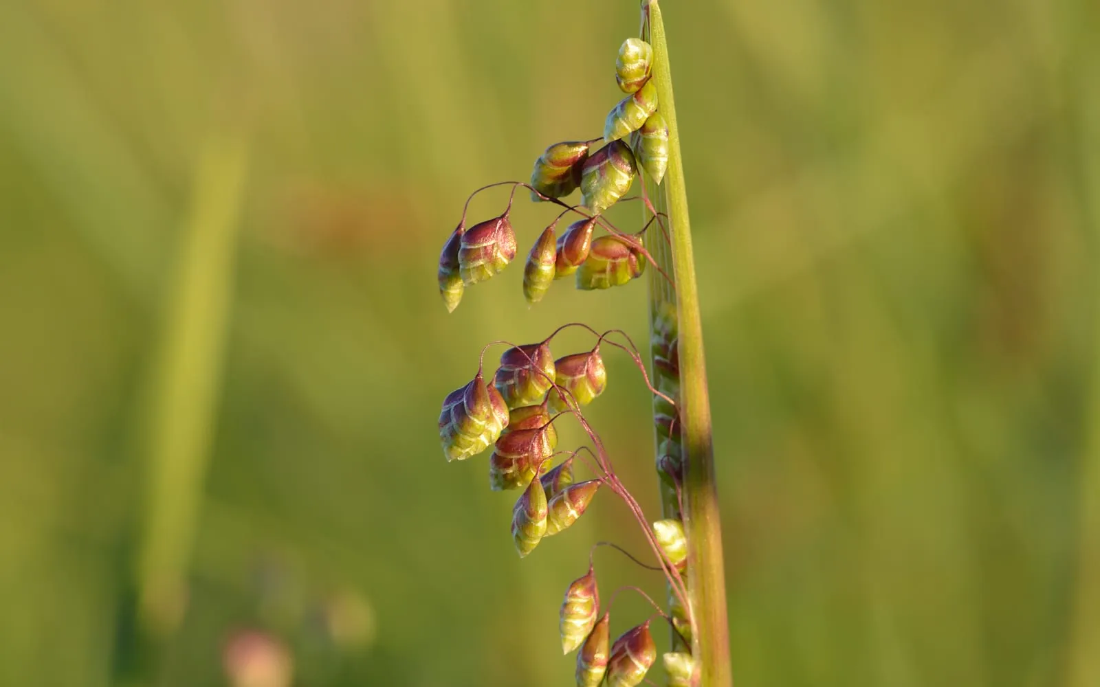 A close-up of quaking grass spikelets, small purplish-green heart-shaped seed heads hanging from thread-fine stalks off a single flower stem