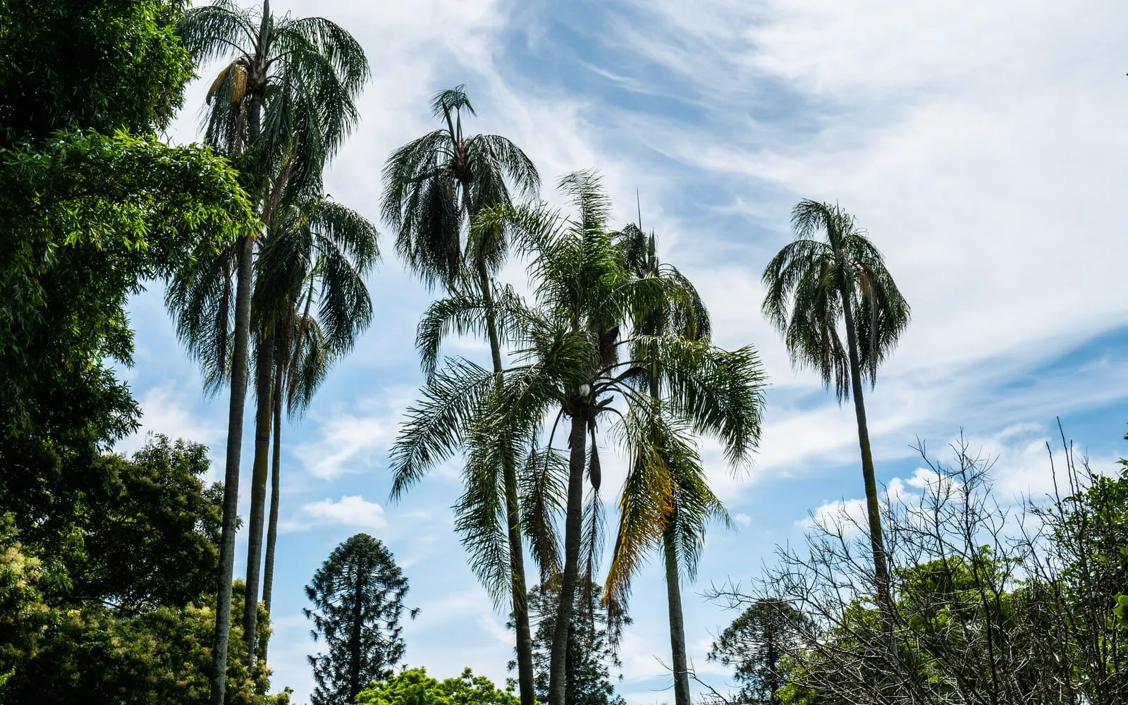 A row of tall queen palms with smooth grey trunks and full, arching crowns of feathery fronds against a bright sky