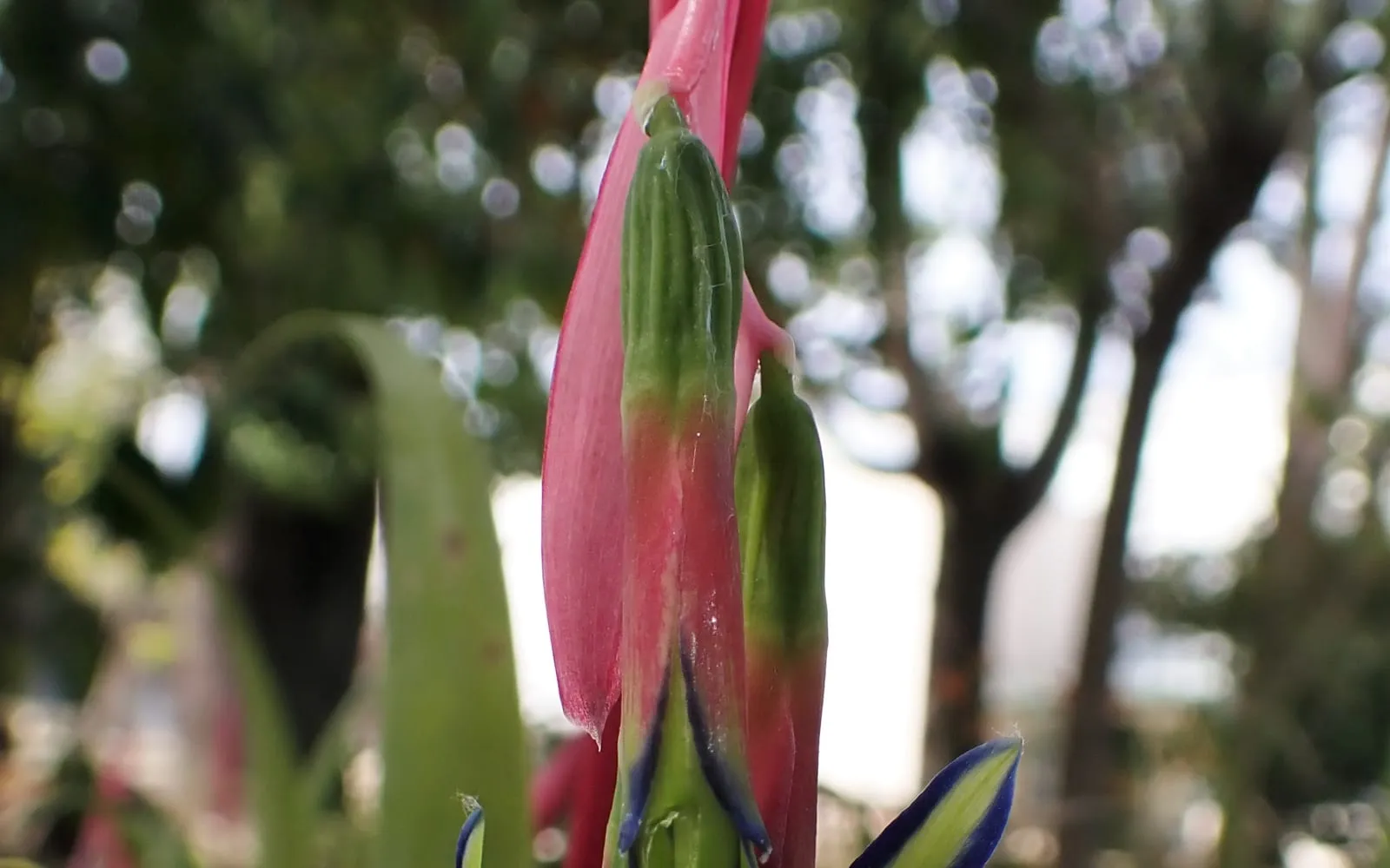 A pendant Billbergia nutans flower stem with rose-pink bracts and pale green petals sharply edged in indigo blue