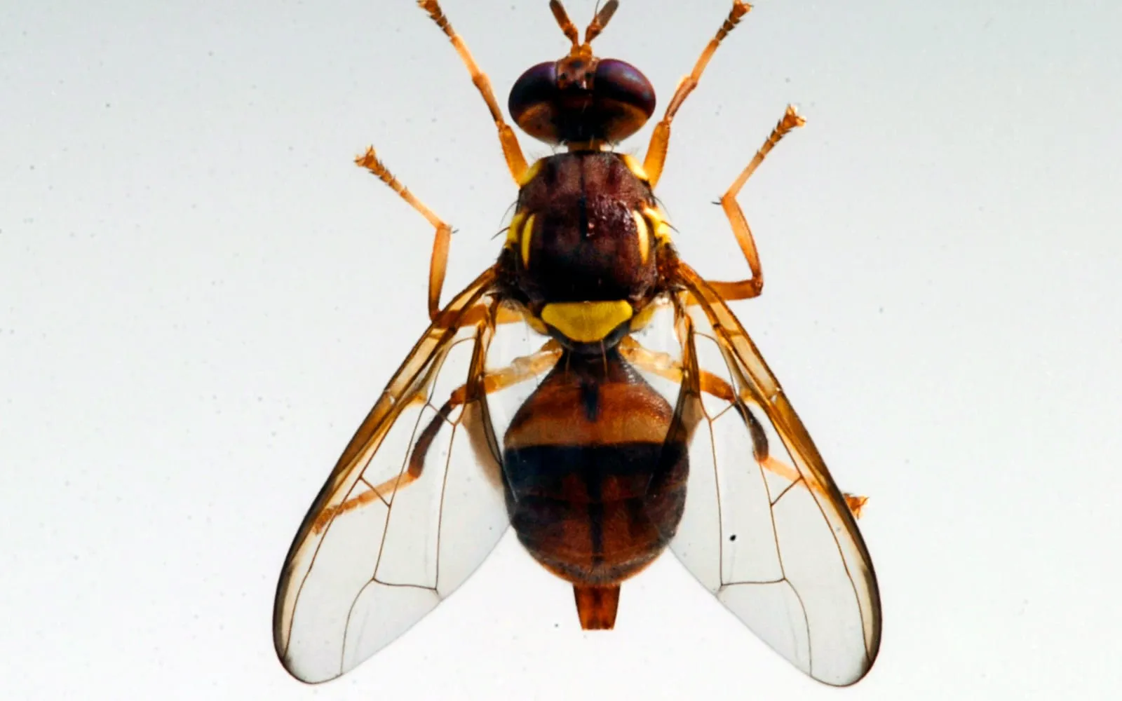 A fly seen from above against a pale background, reddish-brown with two bright yellow shoulder patches and a yellow scutellum, and a pointed ovipositor at the tip of the abdomen