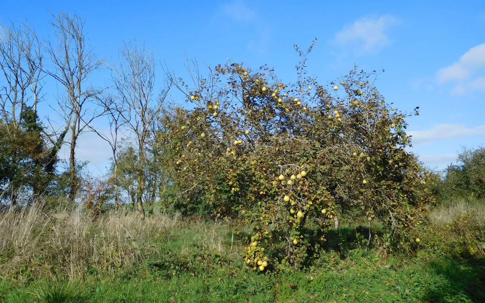 A quince tree in autumn with yellow fruit hanging among the leaves