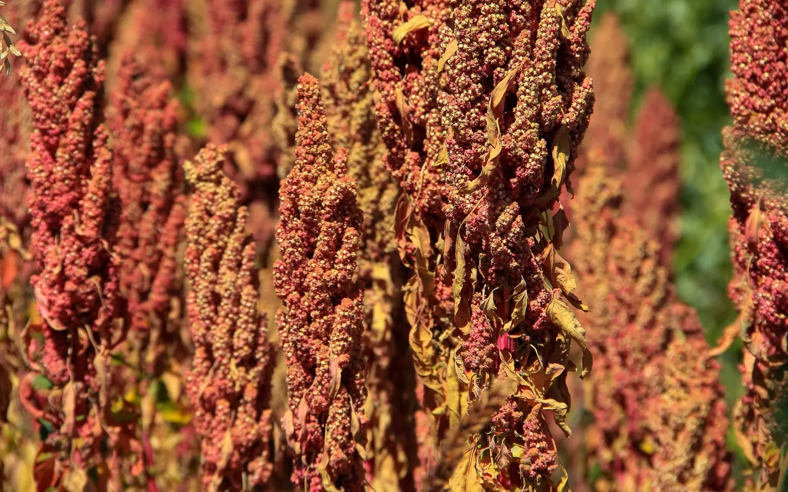 Ripening quinoa seed heads in red and gold, packed close together