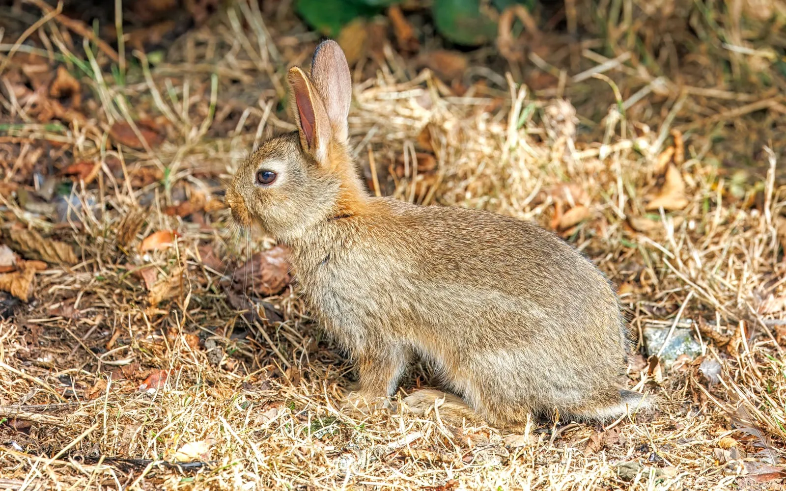 A wild brown rabbit sitting in dry grass at the edge of a garden