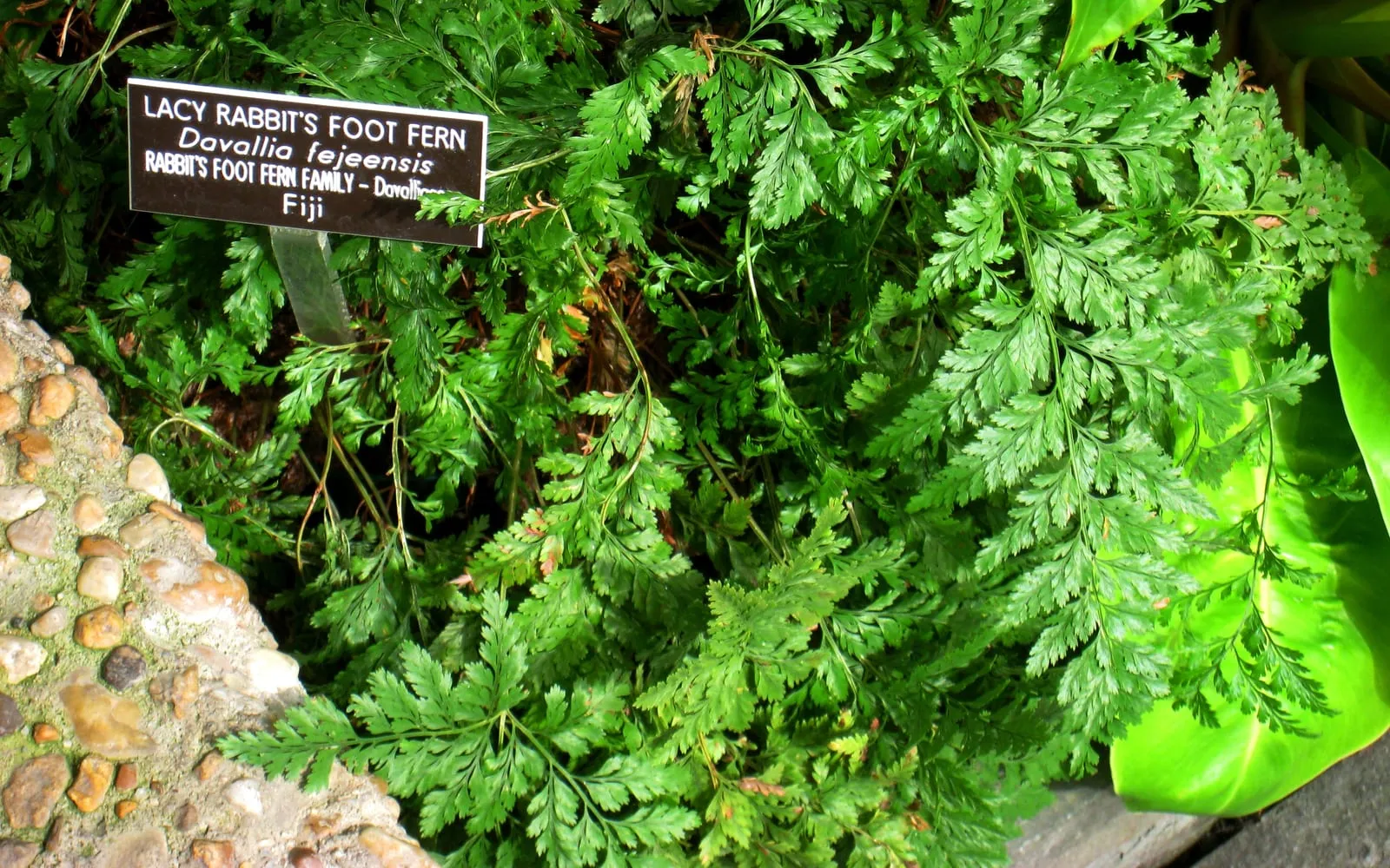 Finely divided rabbit foot fern fronds beside a label naming Davallia
