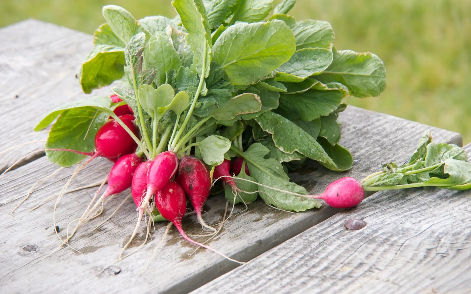 A bunch of round red radishes with their leafy tops, pulled from a garden bed