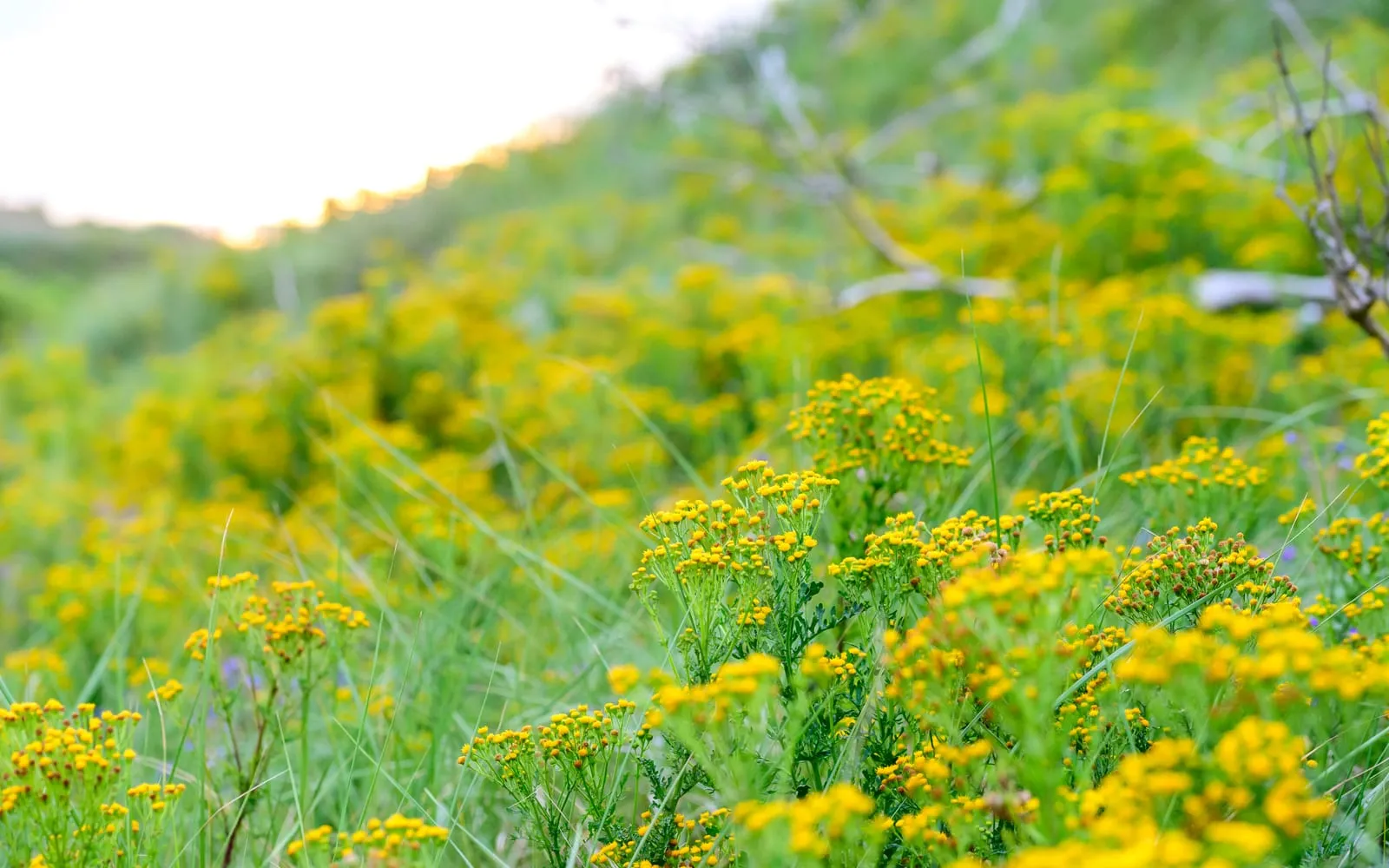 A stand of ragwort in rough grassland carrying dense flat-topped clusters of bright yellow daisy flowers