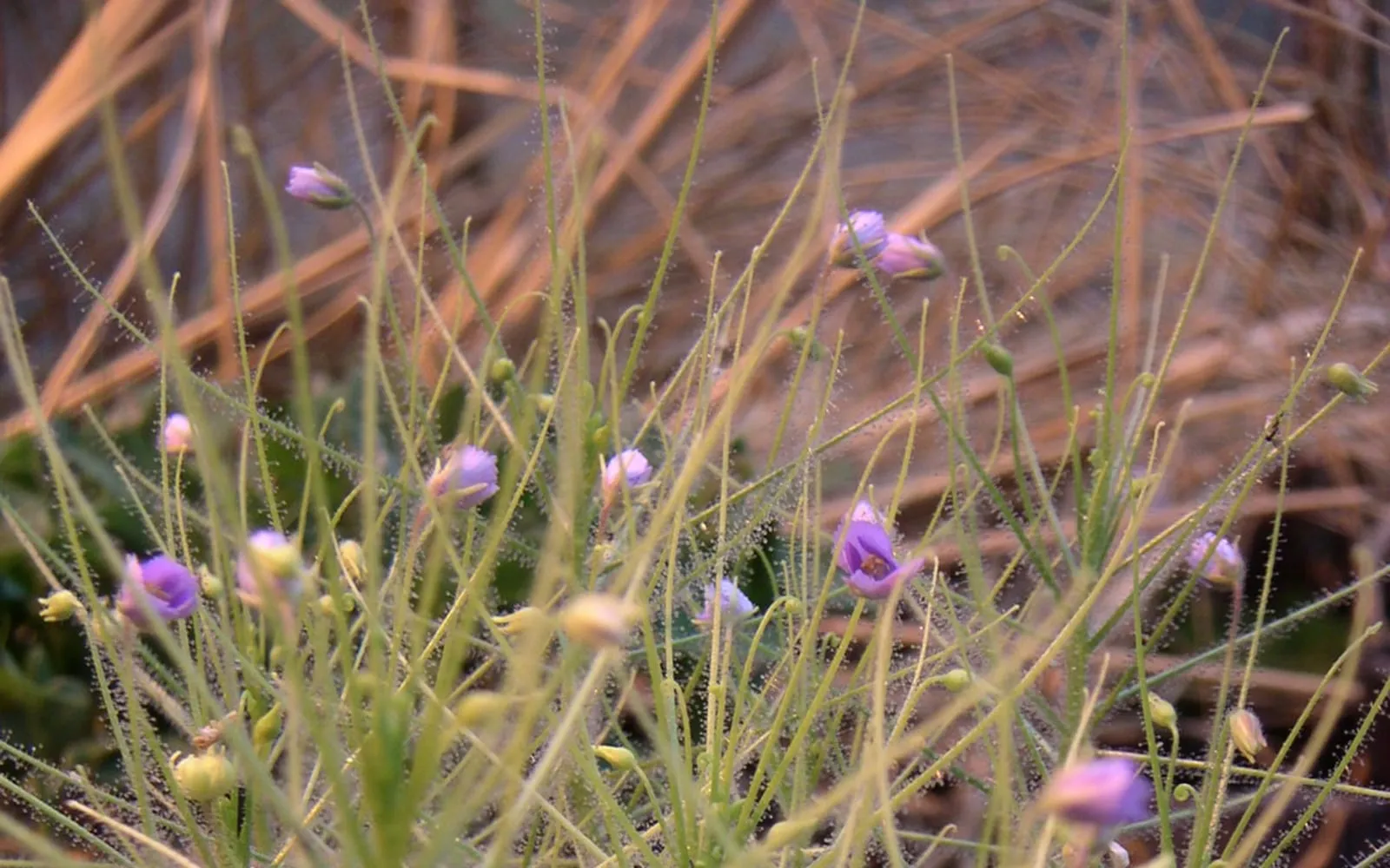 A loose clump of wiry, sticky-glanded rainbow plant leaves with several small pale violet flowers open among them