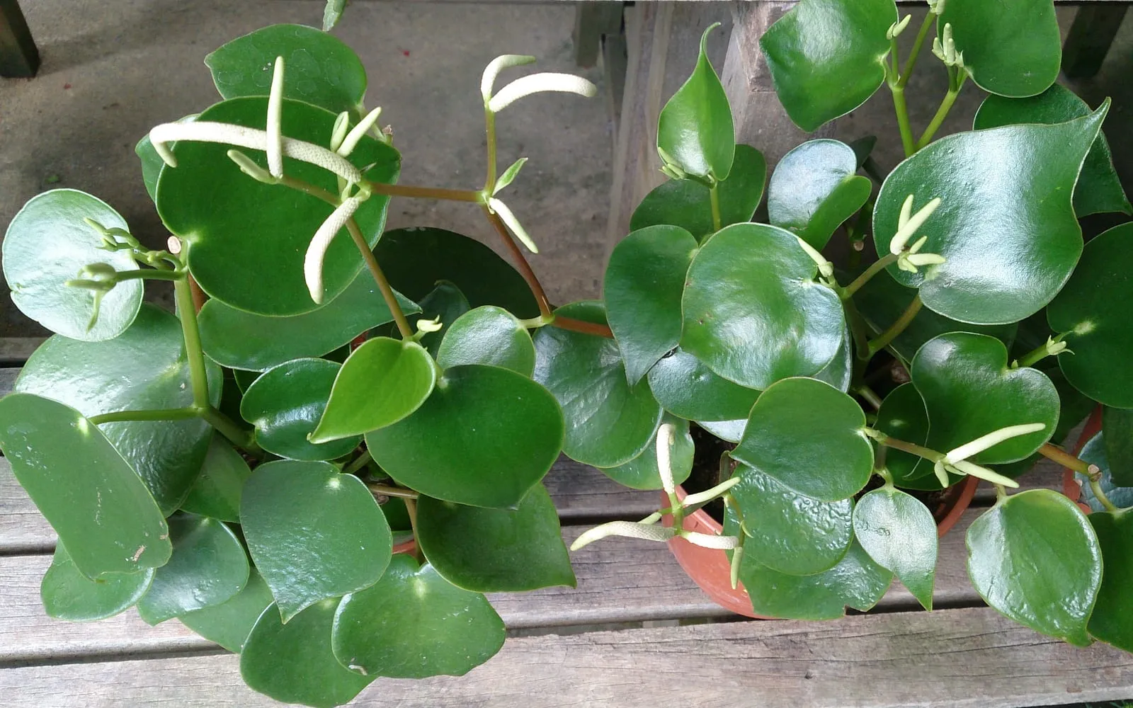 Glossy, shield-shaped raindrop peperomia leaves with pale, upright flower spikes, in pots