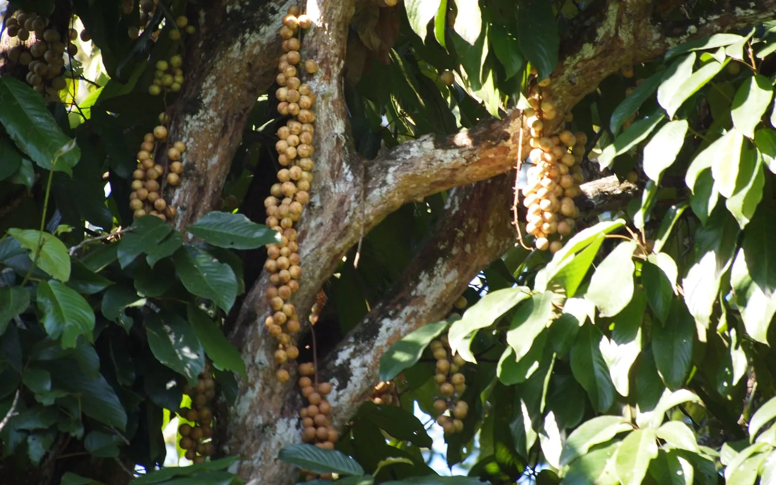 Long pendulous ropes of rambai fruit hanging from the trunk and branches