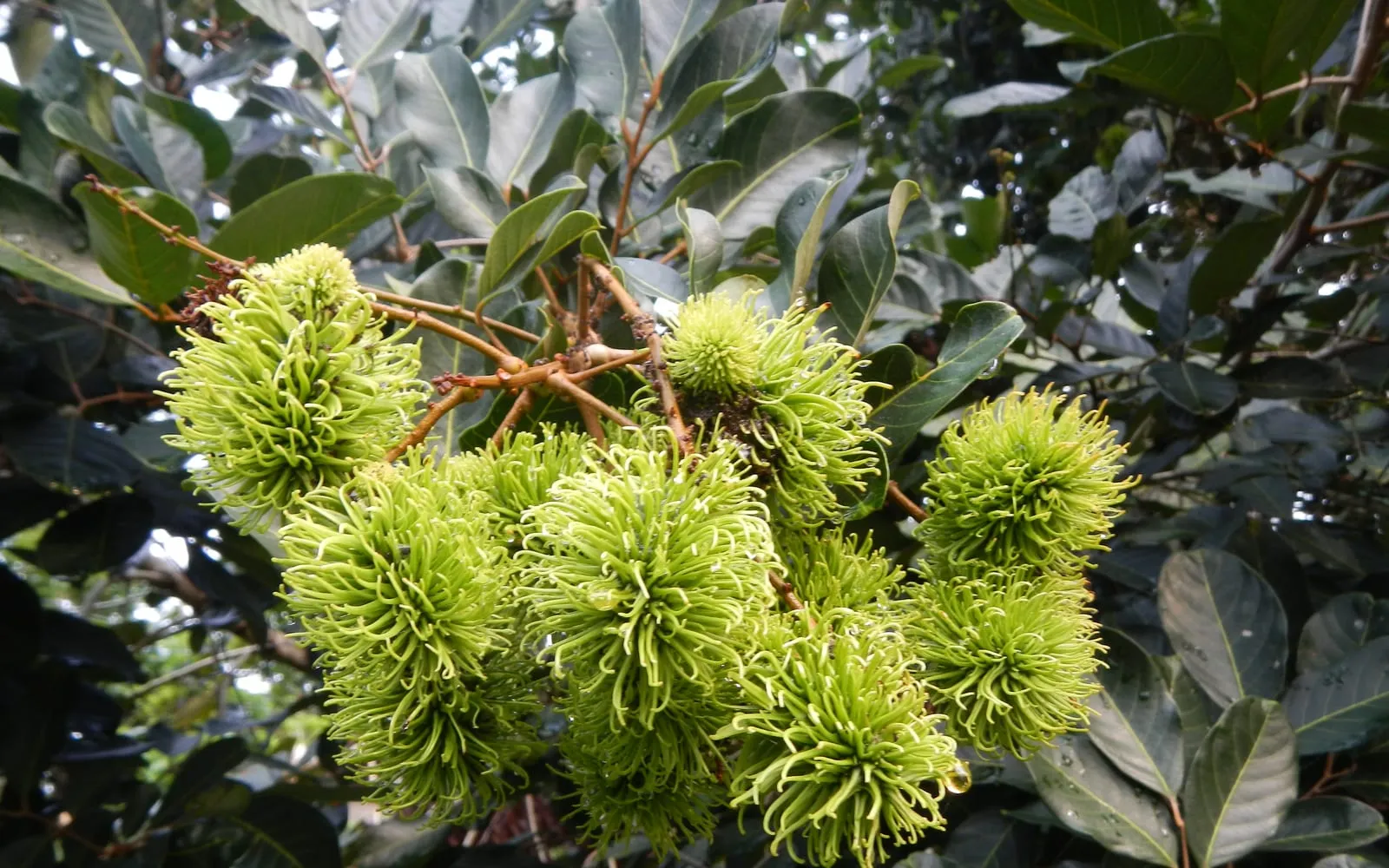 A cluster of green rambutan on the branch, covered in soft curved spines