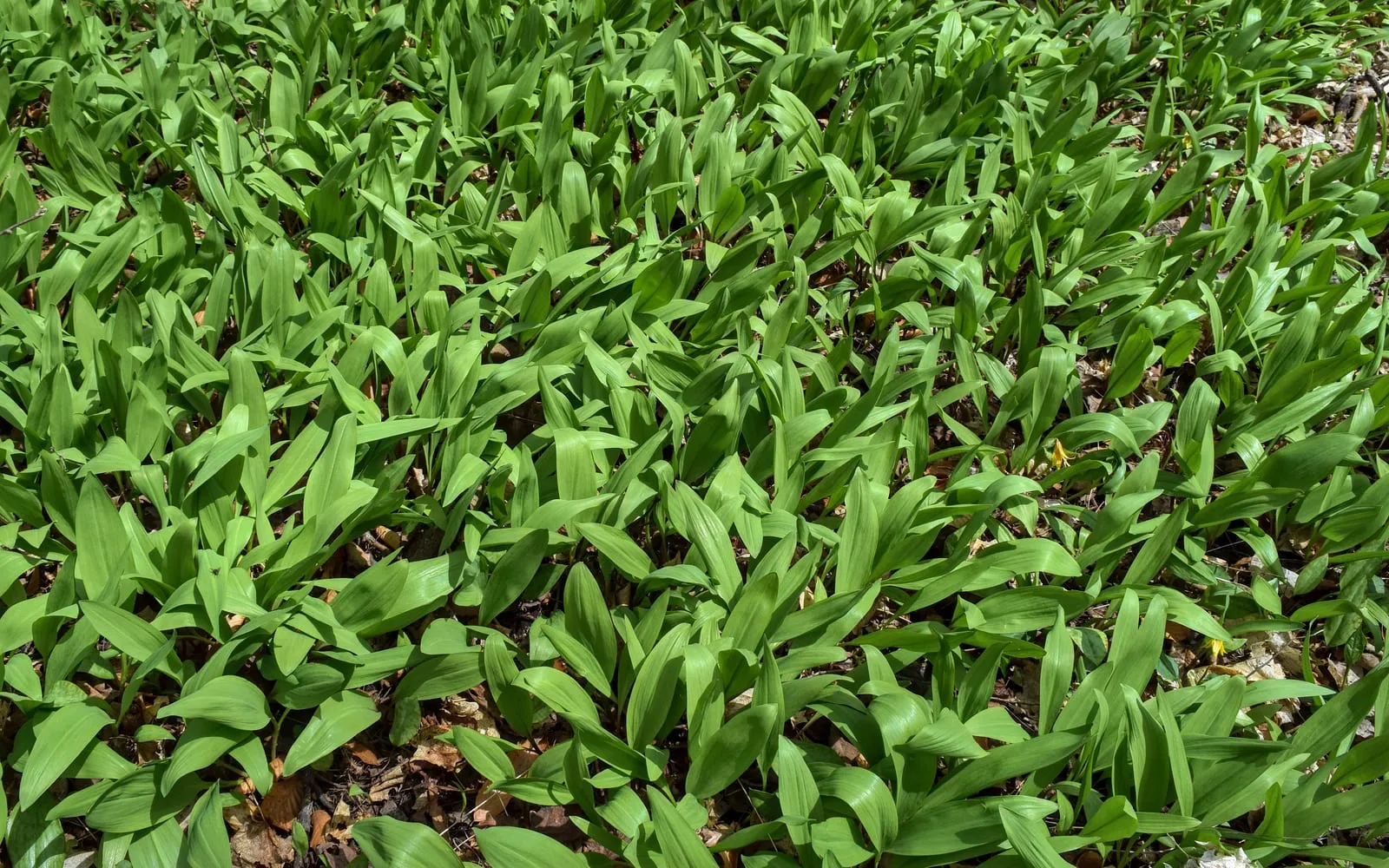 A dense colony of ramps carpeting a woodland floor with broad green leaves