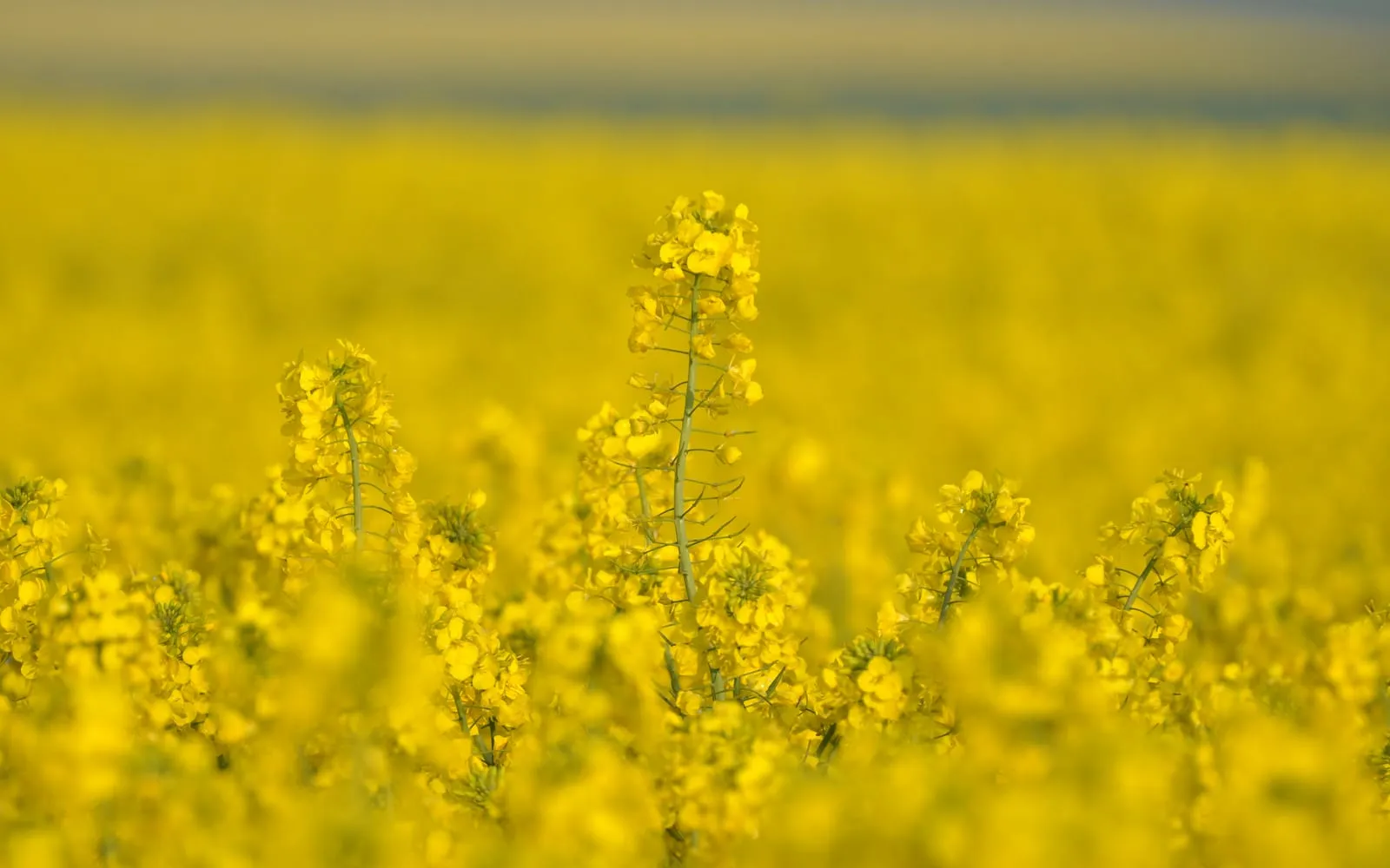 An oilseed rape flower spike in focus with a yellow field of the crop behind it