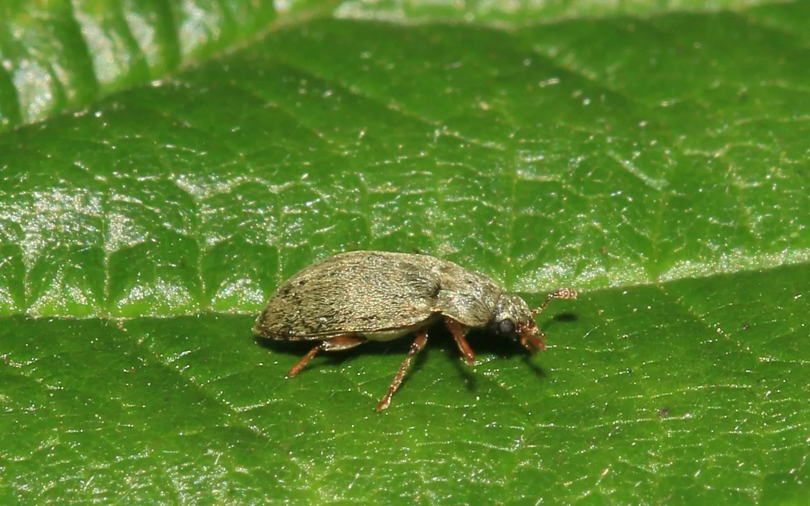 A small oval greyish-brown beetle covered in fine hairs, with reddish legs, standing on a green leaf