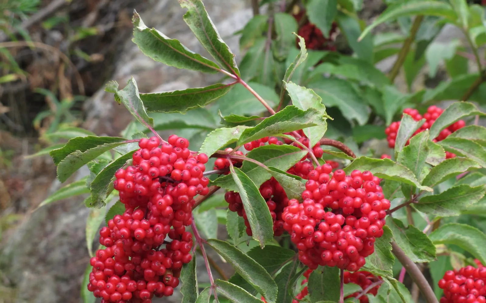 Dense clusters of bright scarlet red elder berries among sharply toothed pinnate leaves