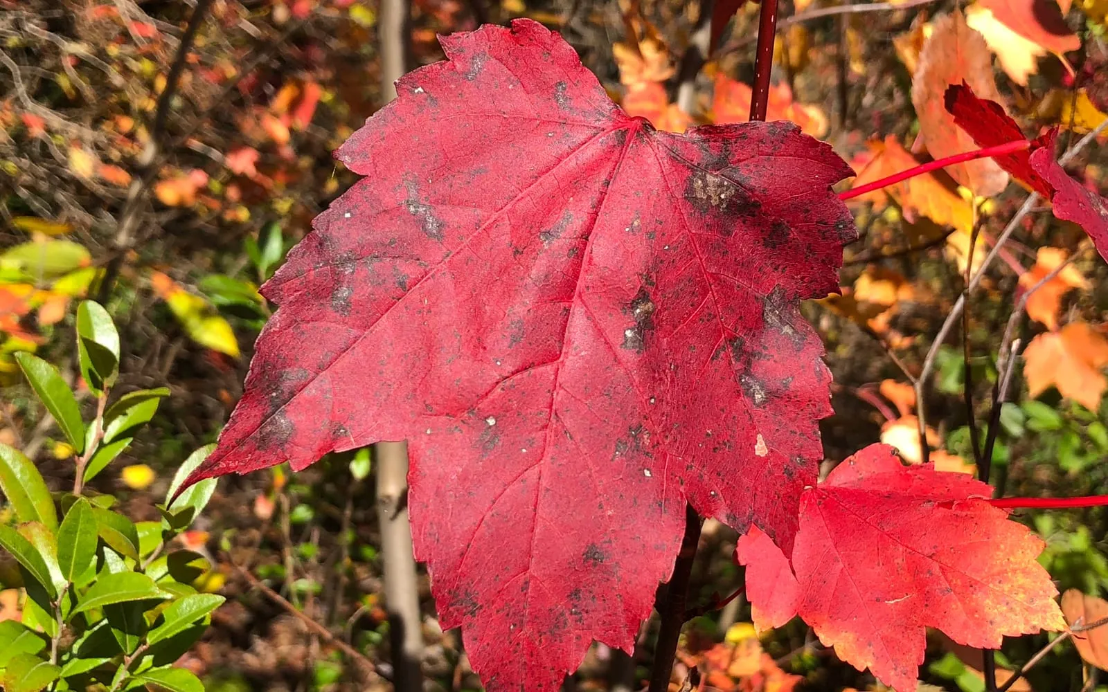 A single red maple leaf in vivid scarlet autumn colour on a red-tinged stalk