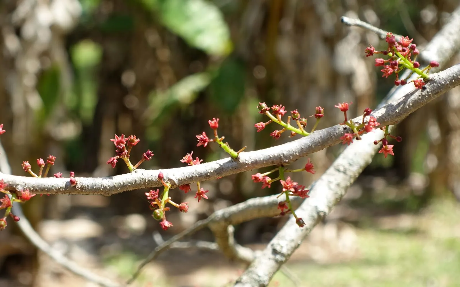 Small red flower clusters growing directly on the bare branches of a red mombin
