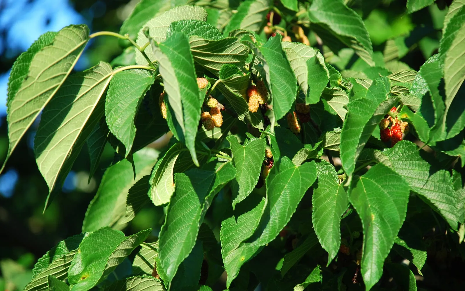 Red mulberry leaves with berries at different stages of ripening from pale to dark red