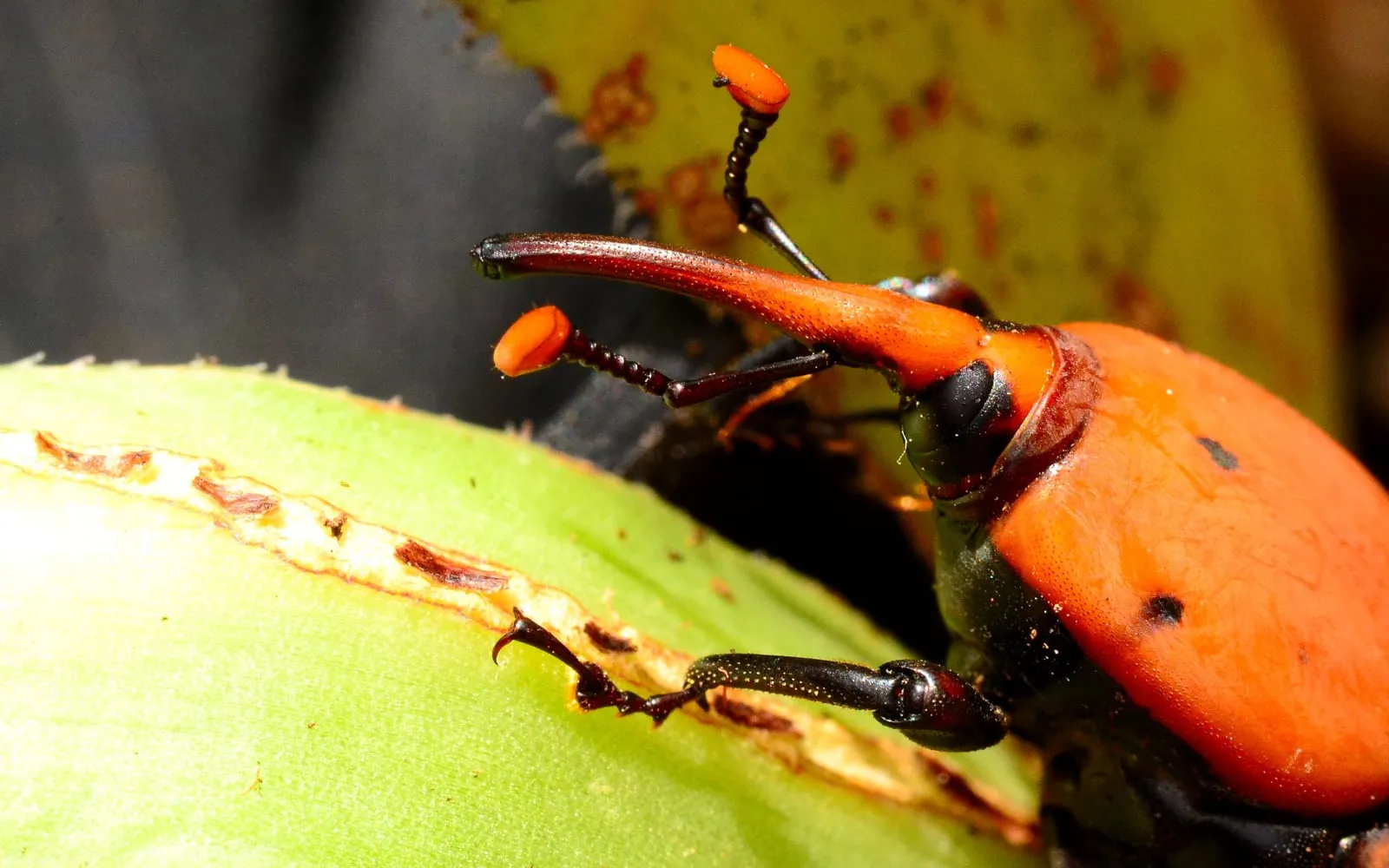 A close view of a rust-red weevil with a long curved snout and clubbed antennae, standing on a green palm frond scarred with chewing damage