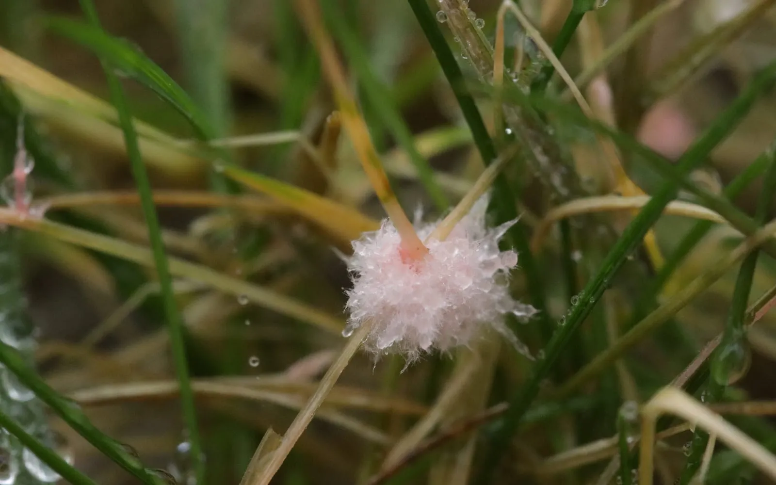 A pale pink cottony flock binding several grass blades together in a lawn, with bleached straw-coloured leaves around it