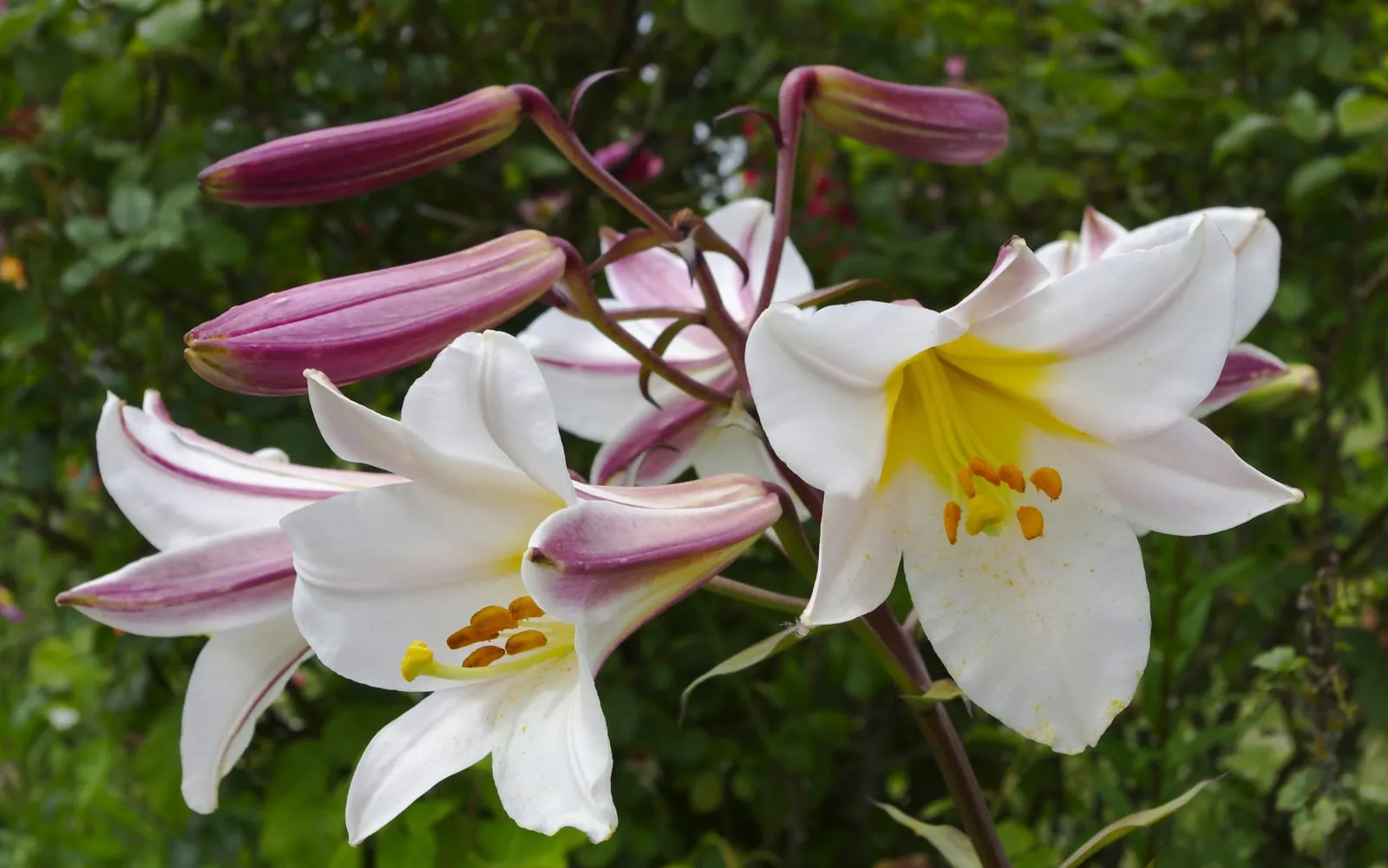 White trumpet flowers of the regal lily with yellow throats and orange anthers, beside unopened buds streaked wine-purple on the outside