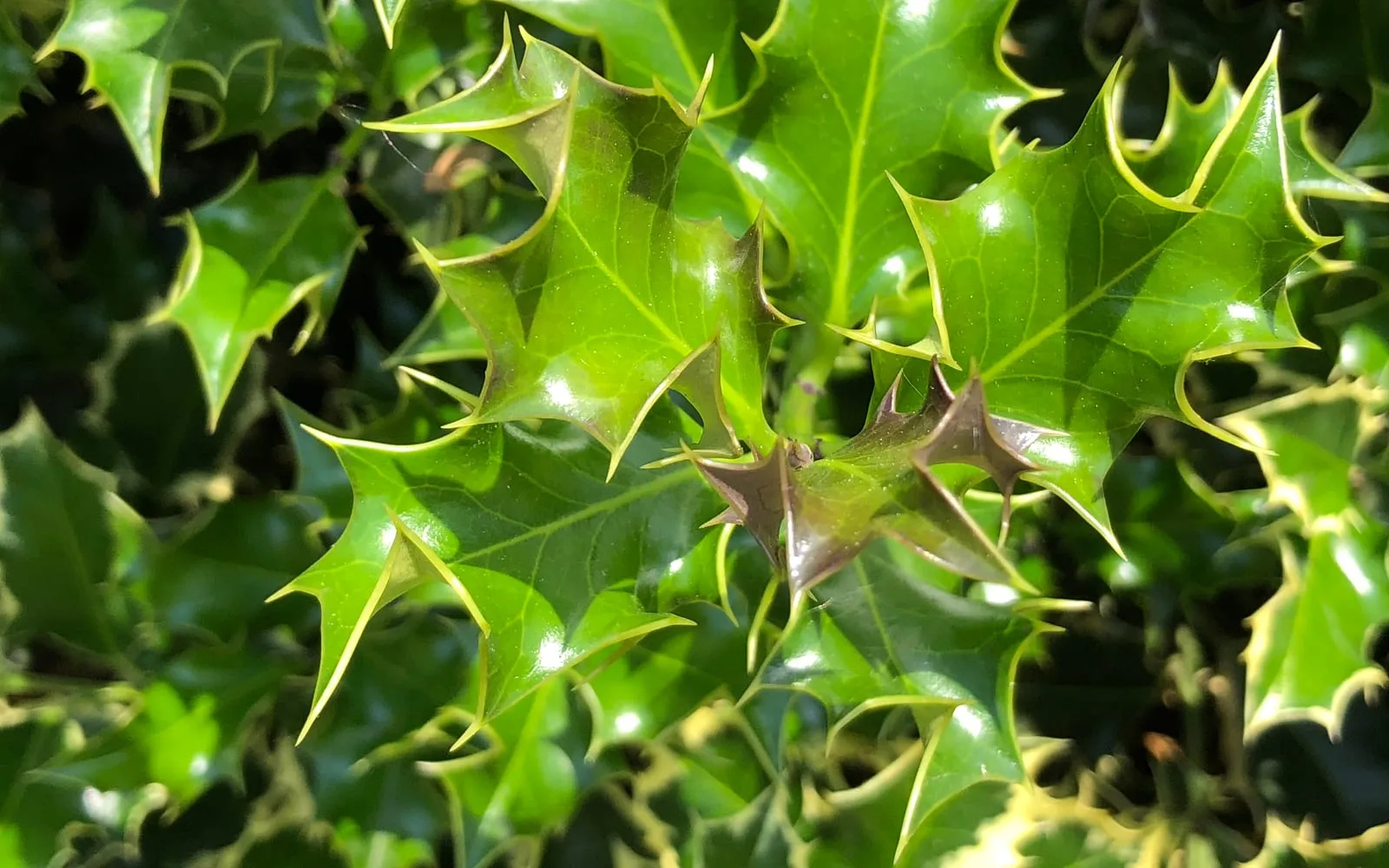 A variegated holly bush in which the shoots at the centre carry plain green leaves while the leaves around them are edged with cream