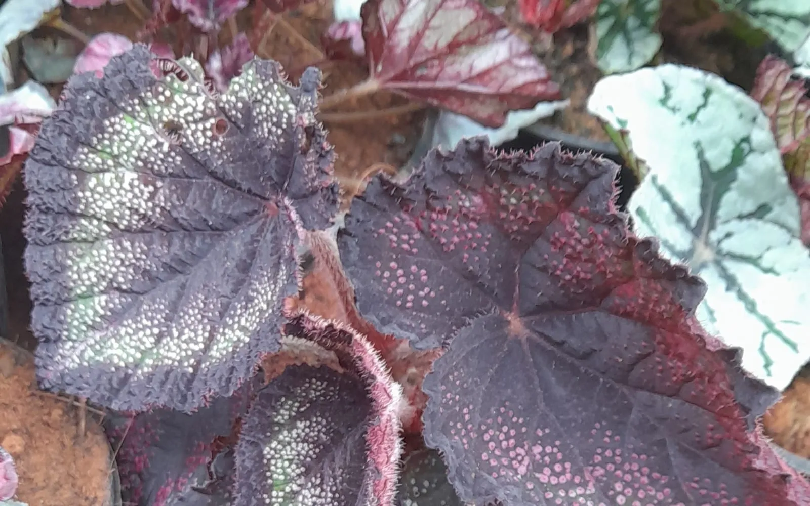Asymmetric rex begonia leaves patterned in deep purple and metallic silver