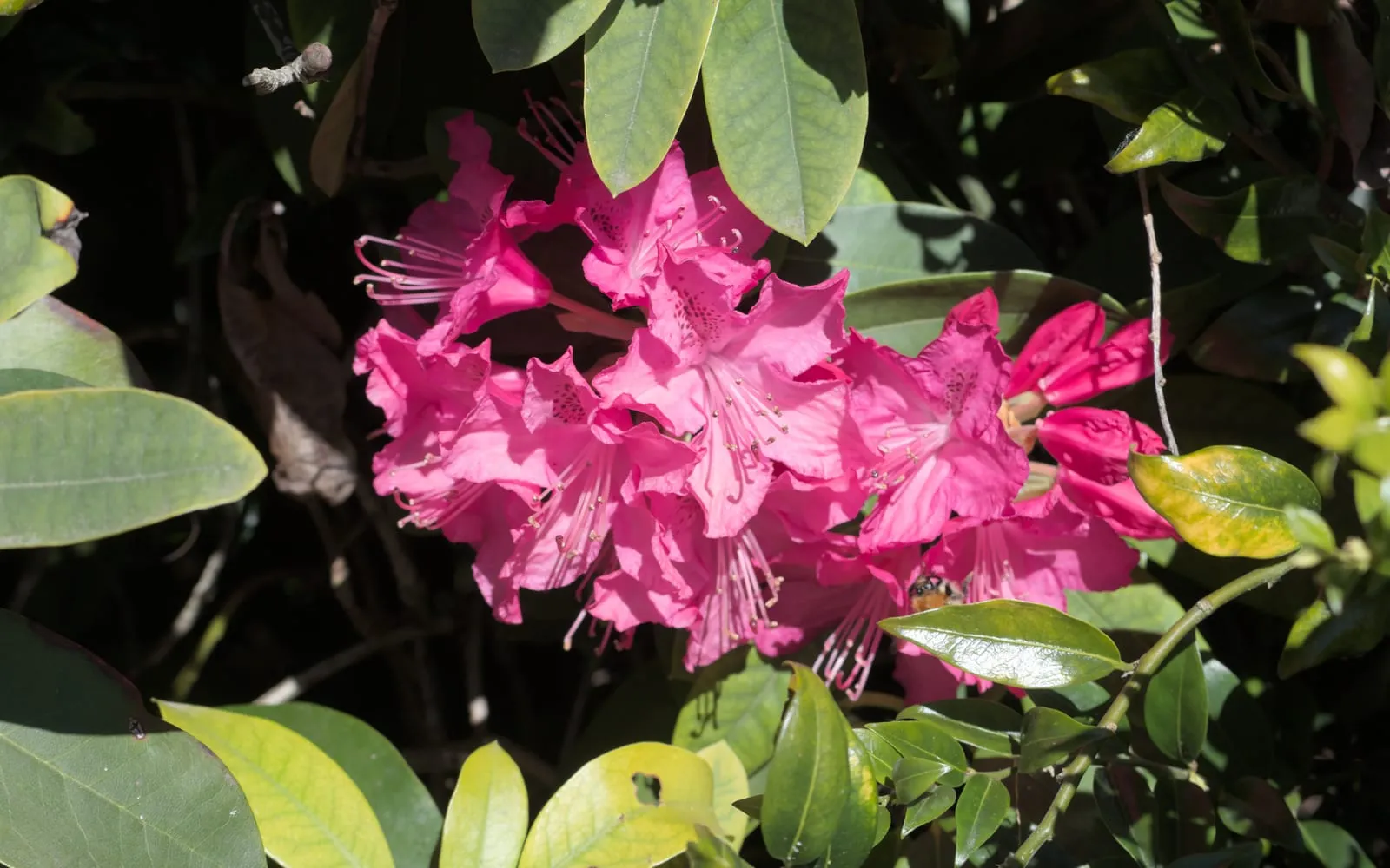 A truss of pinkish-purple rhododendron flowers with spotted upper petals among long leathery dark green leaves