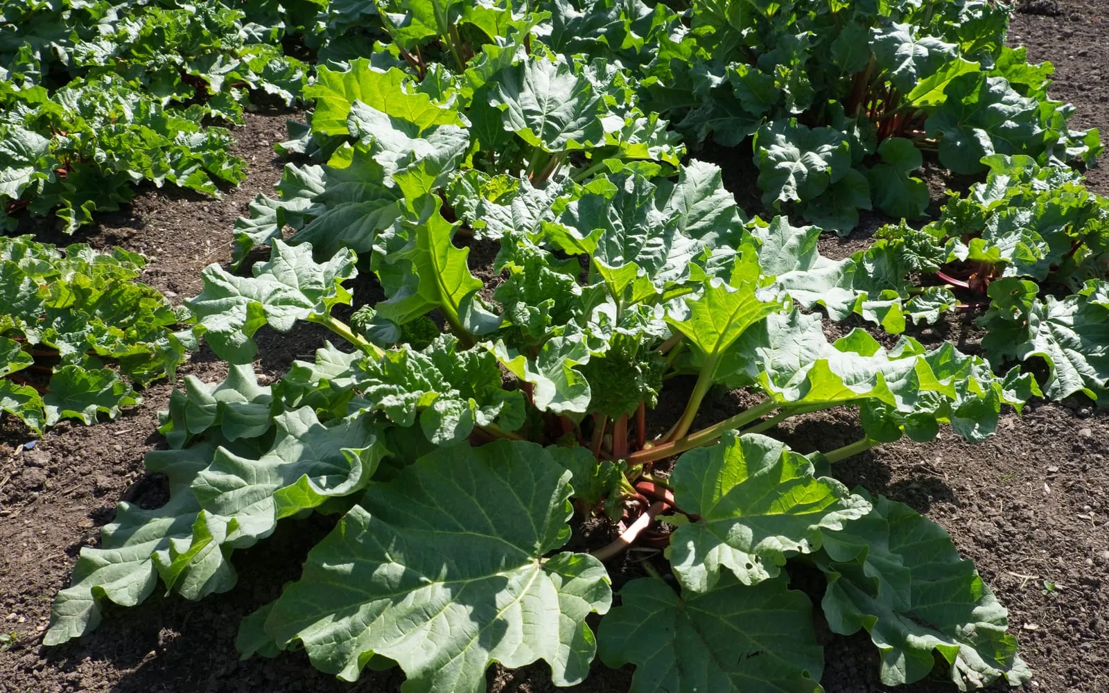 Rhubarb plants in a garden bed, with broad crinkled leaves on thick red stalks