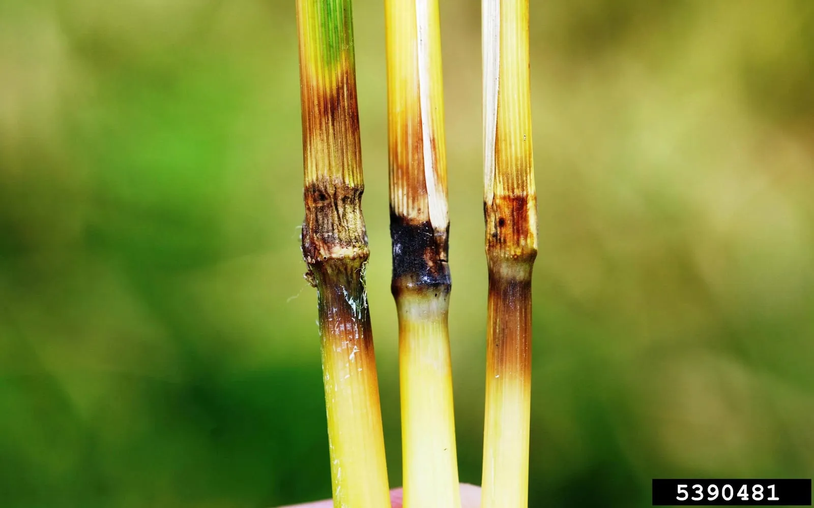 Three rice stems photographed against green, each with a dark brown or black rotted band at the node just below the head