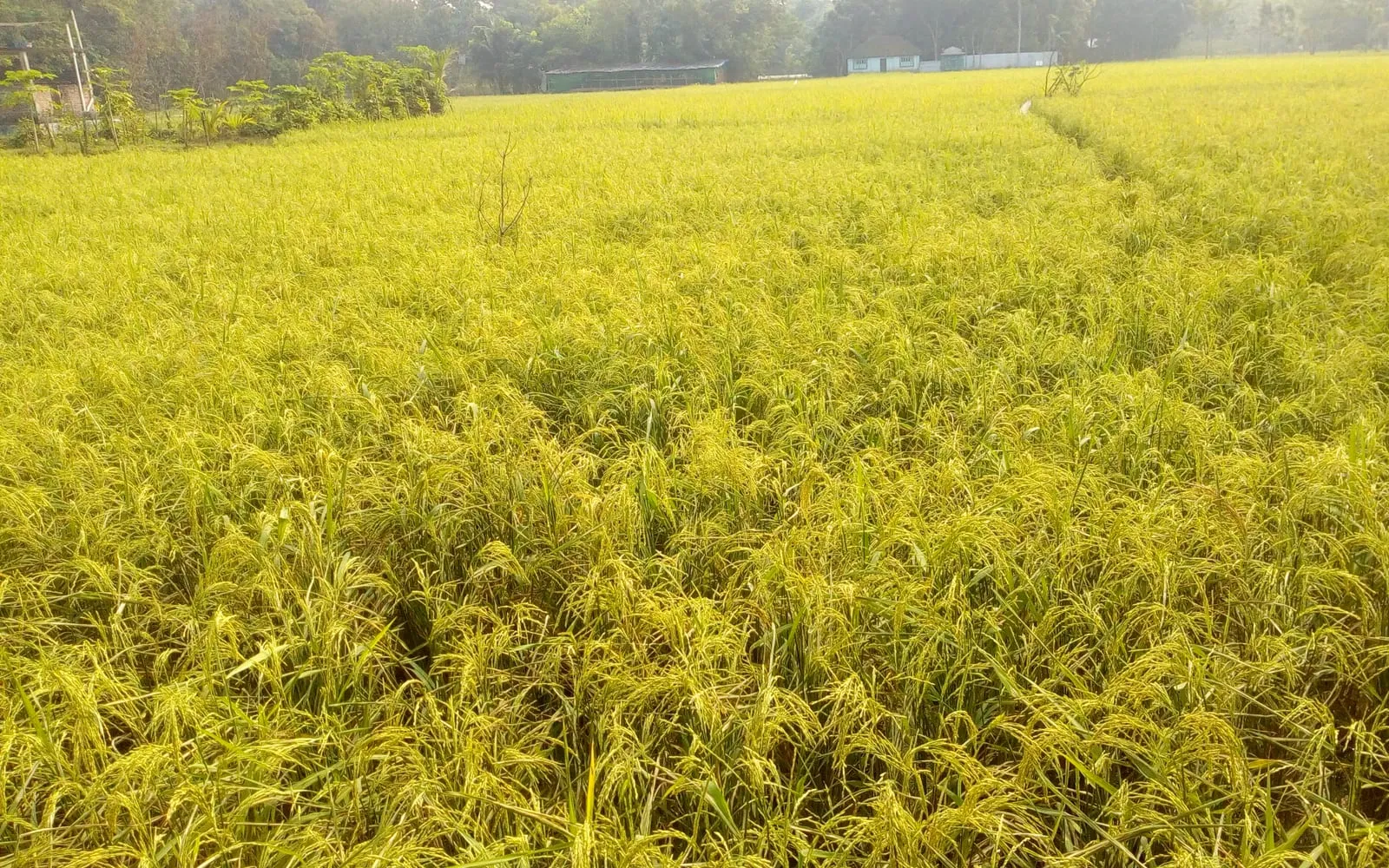 A rice paddy in golden ripening colour, the panicles bending under the grain
