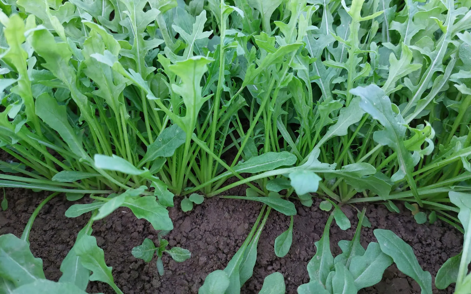 A bed of rocket ready to cut, deeply lobed leaves on pale stalks in a close row