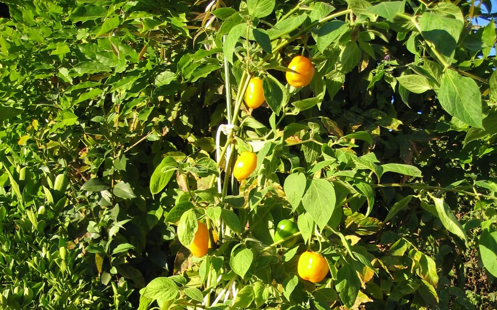 Rocoto fruits ripening yellow-orange on the bush, thick-walled and apple-shaped among hairy leaves