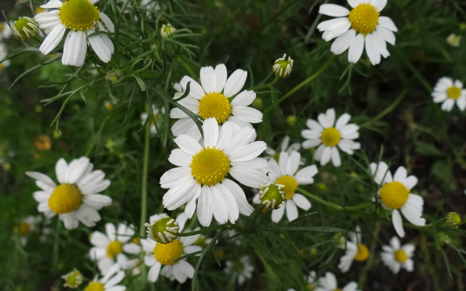 Roman chamomile daisies, white petals around a solid domed yellow centre