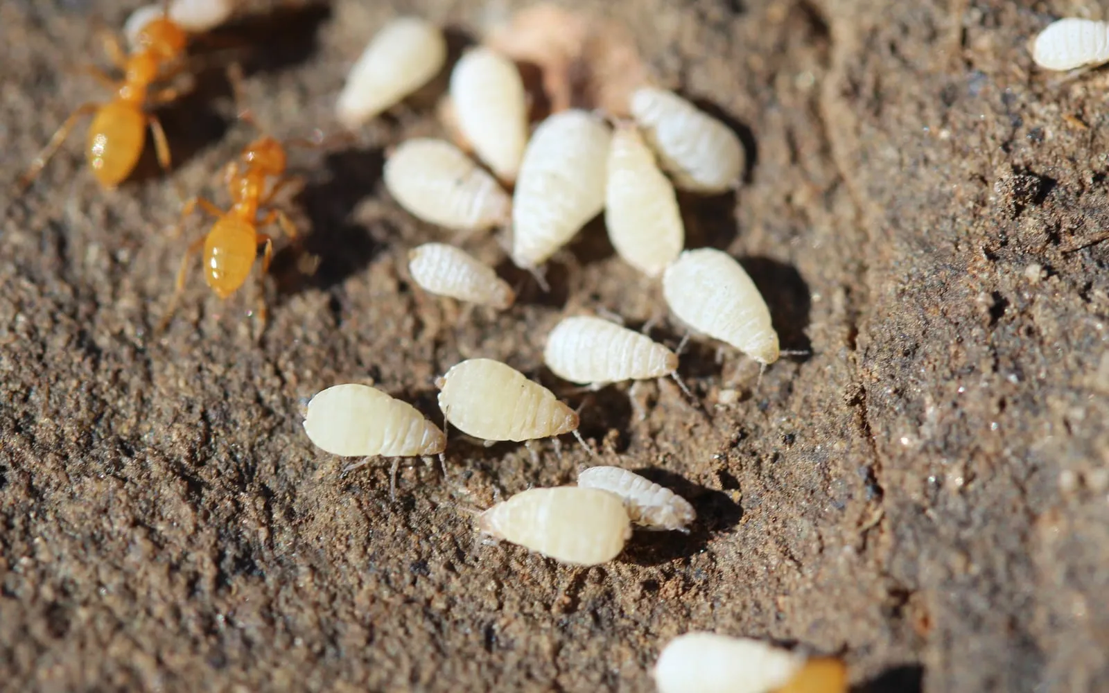 A cluster of plump pale cream aphids on bare soil with two orange ants among them