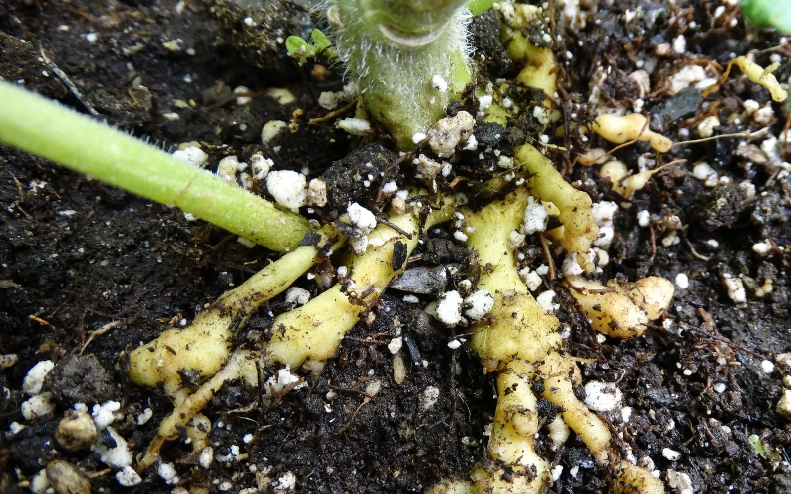 Pale yellow tomato roots in dark compost, swollen at intervals into irregular knobbly beads and clubs that are continuous with the root