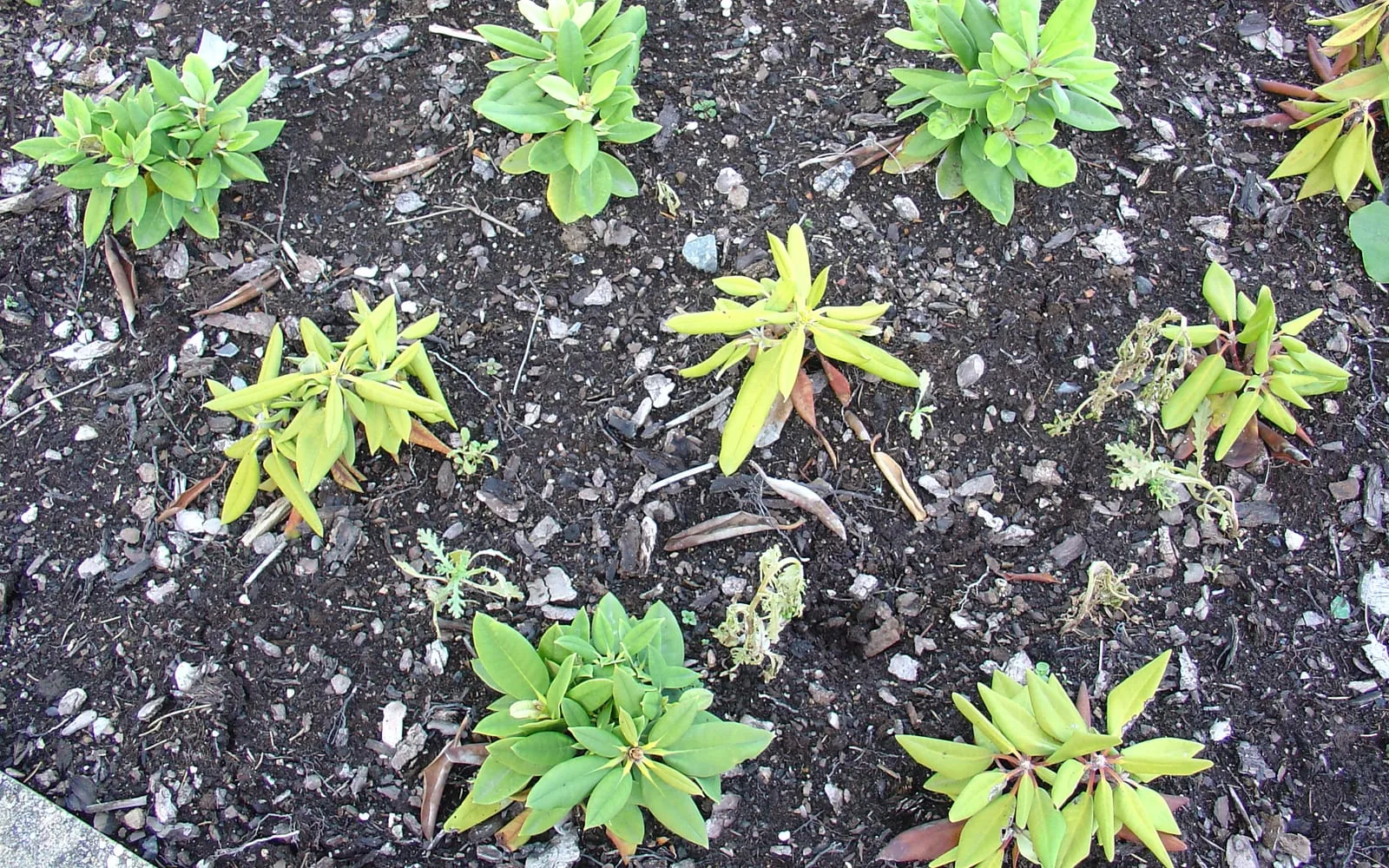 A bed of young rhododendrons where some plants are dark green and healthy while others are yellow with drooping rolled leaves