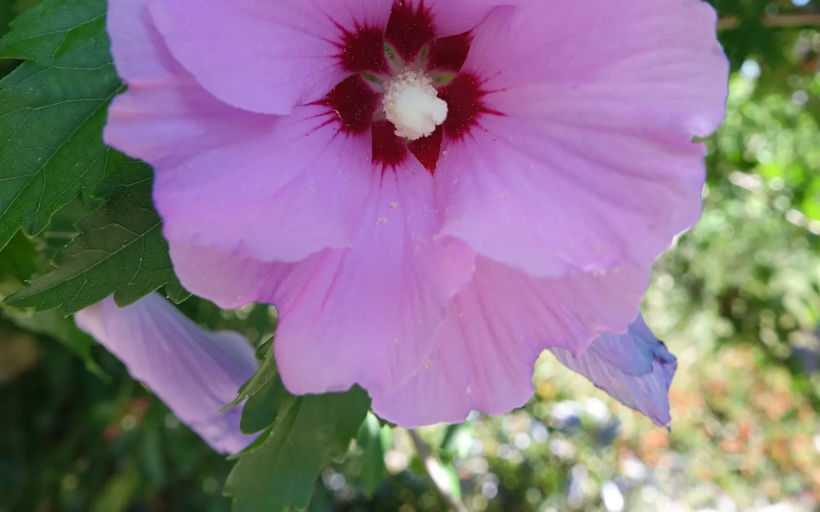 A large lavender-pink rose of Sharon flower in close-up, with a dark red eye at its centre and a pale central column of fused stamens