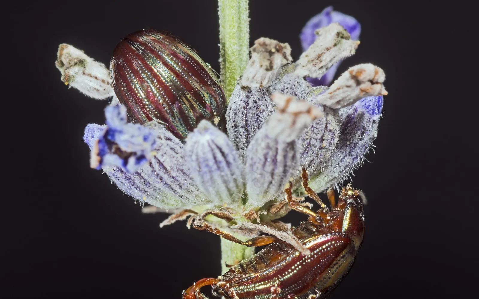 Two metallic beetles with lengthwise green and purple stripes on a lavender flower spike against a dark background
