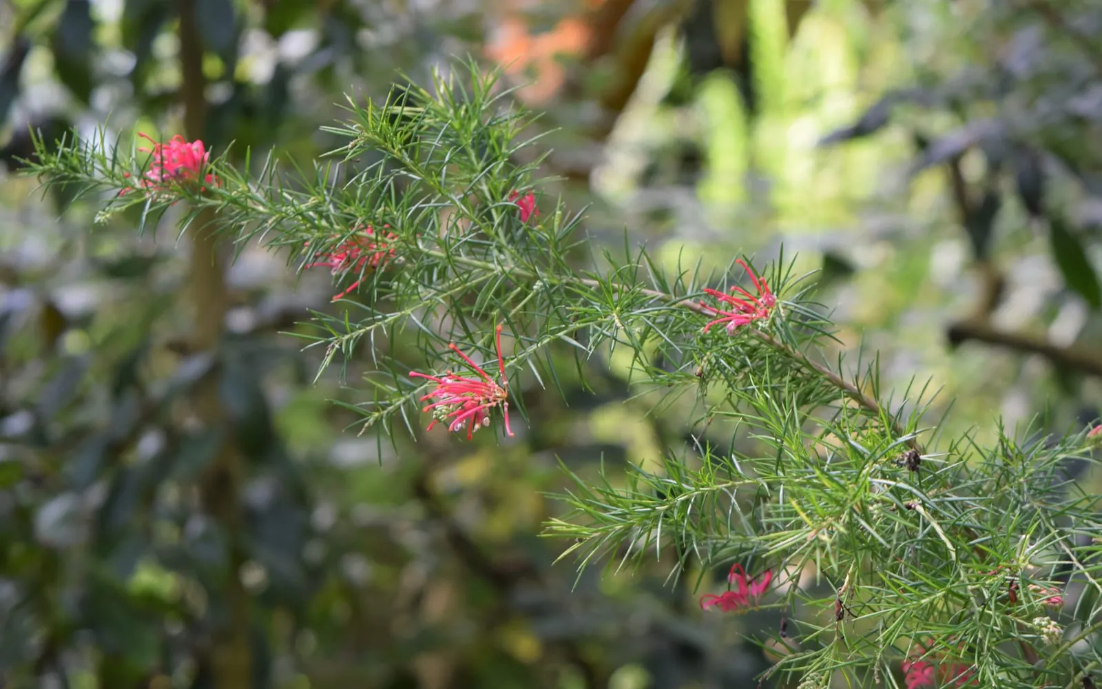 Rosemary grevillea's needle-like leaves with small red spidery flowers along the stems